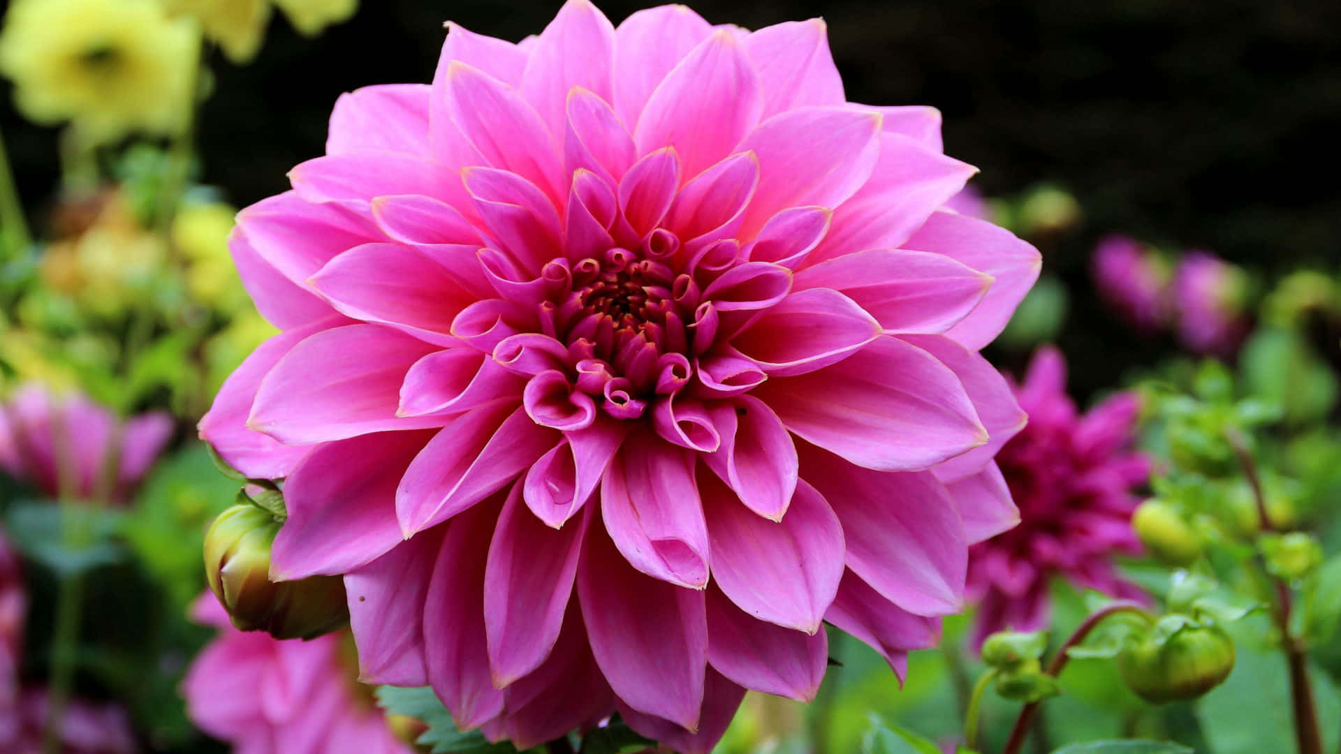 Large Pink Perennial Flower Background