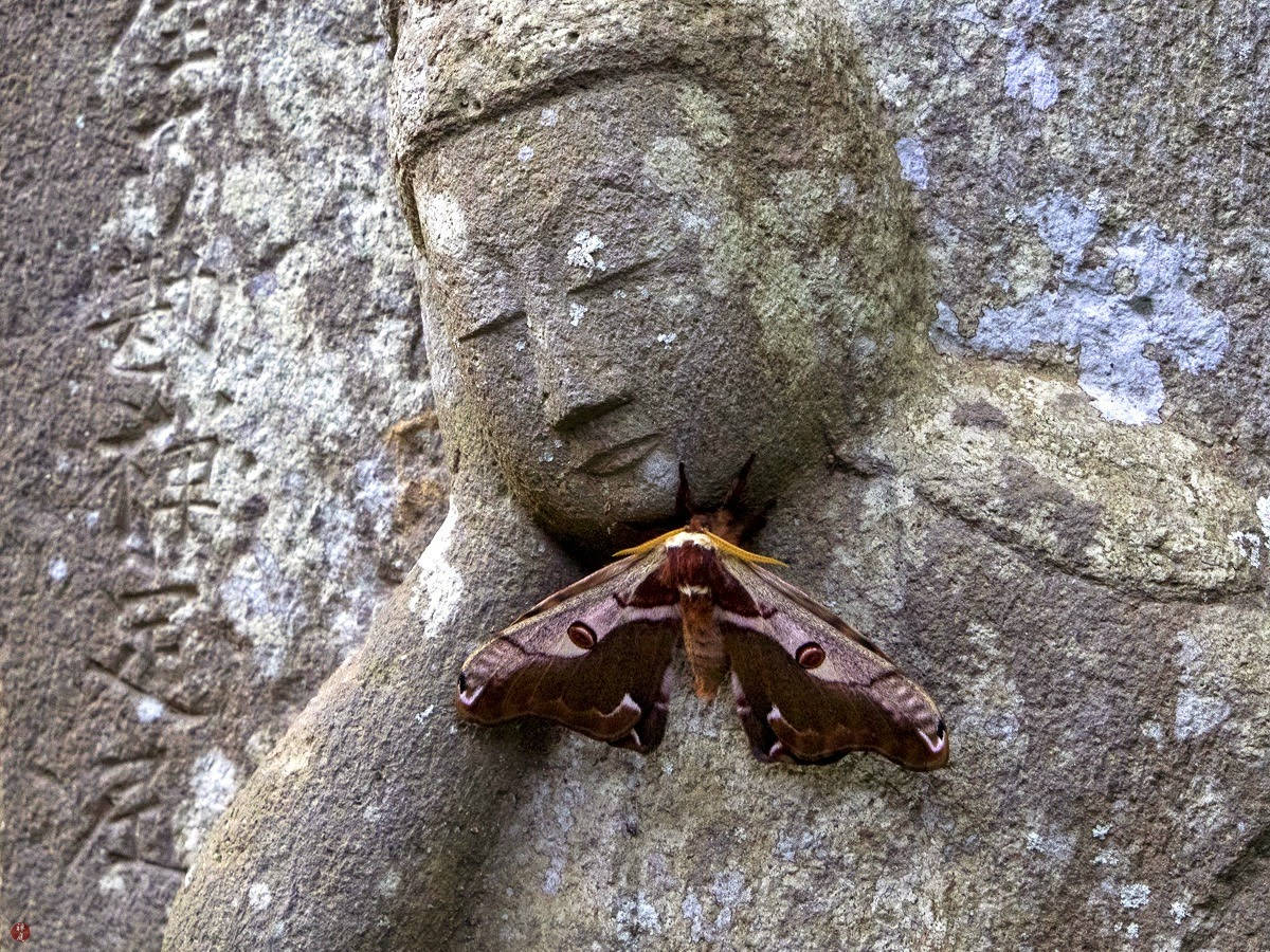 Large Polyphemus Silkmoth Buddha Image Background