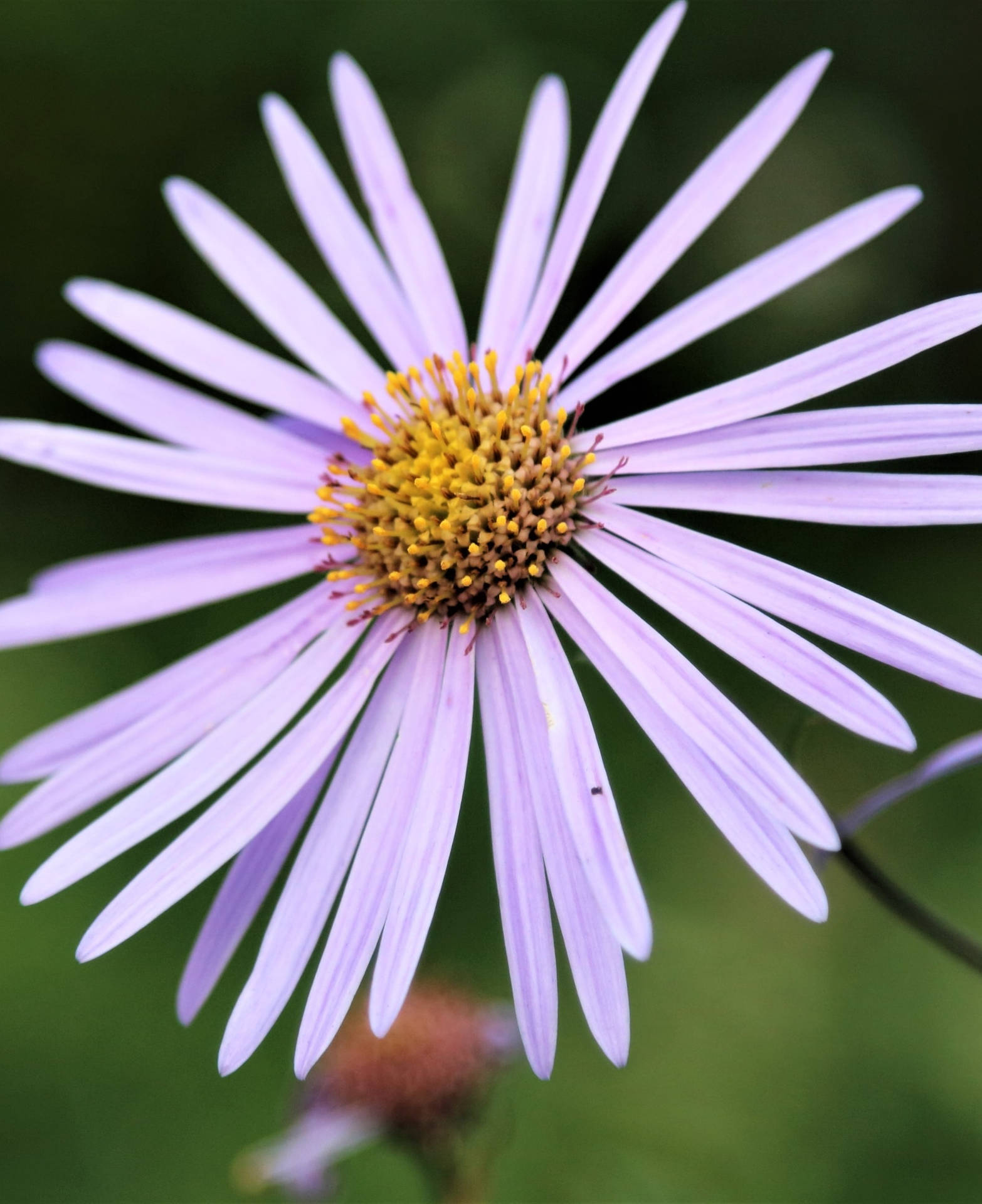 Large Purple Aster Flower Iphone Background