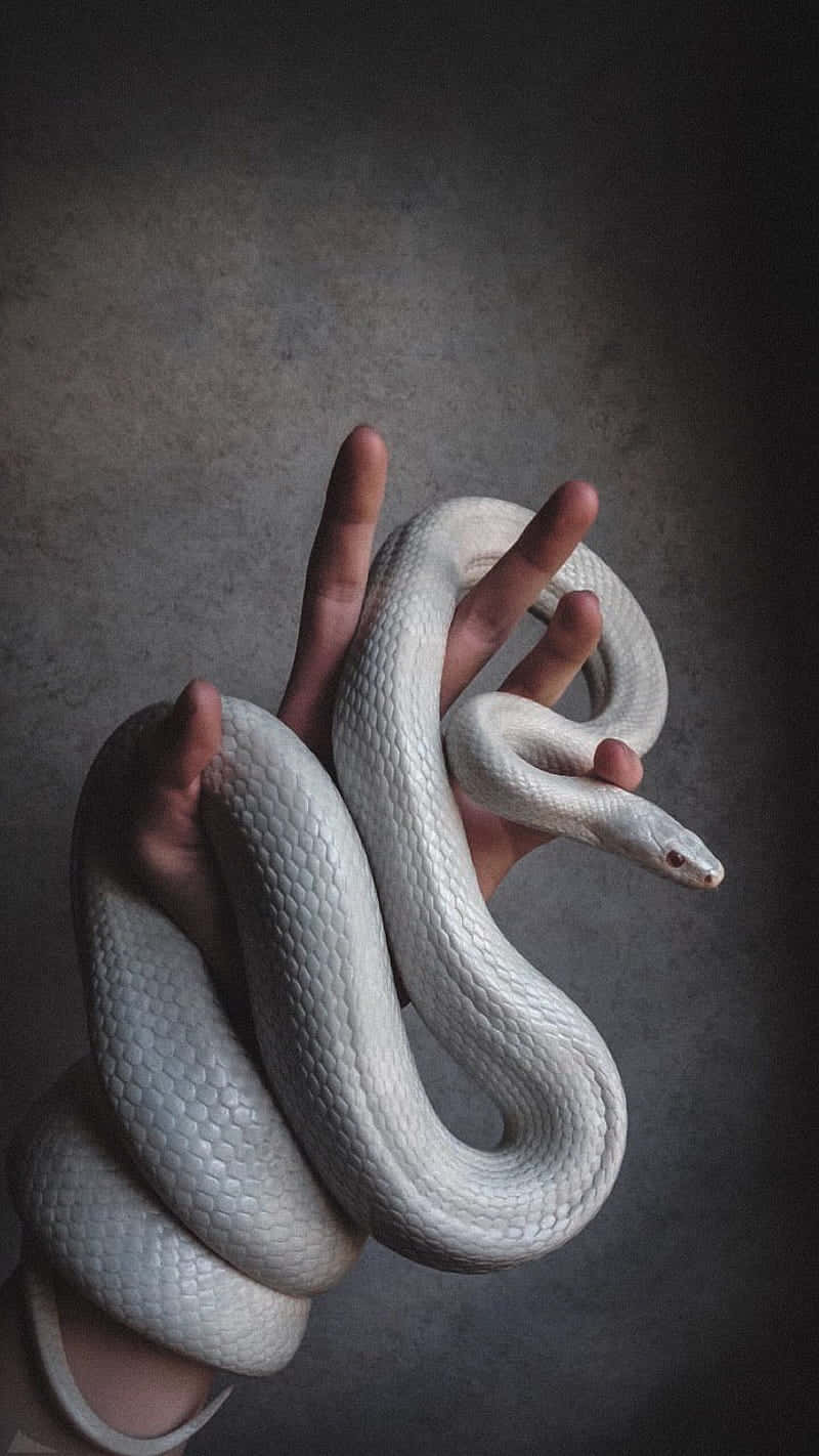 Large Snake Phone Background