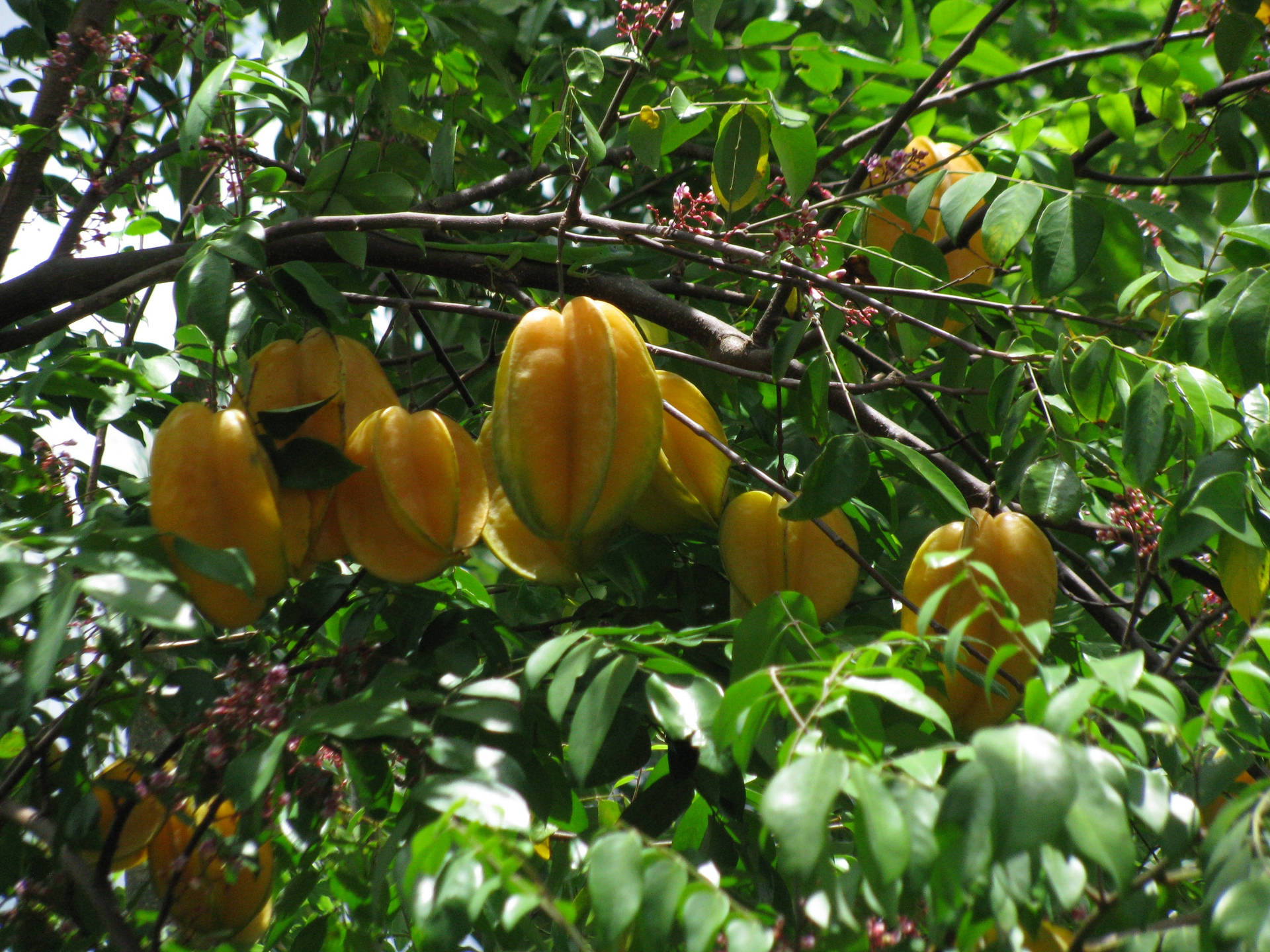 Large Star Fruits On A Branch