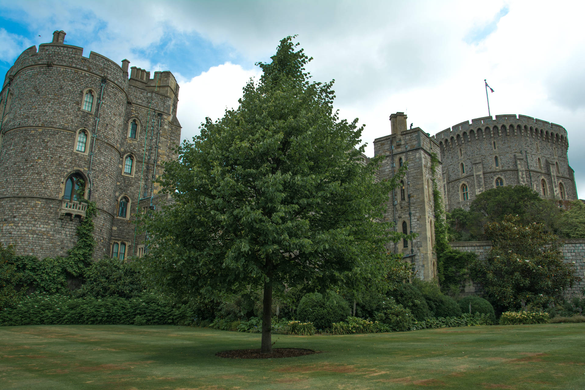 Large Tree Below Windsor Castle Background