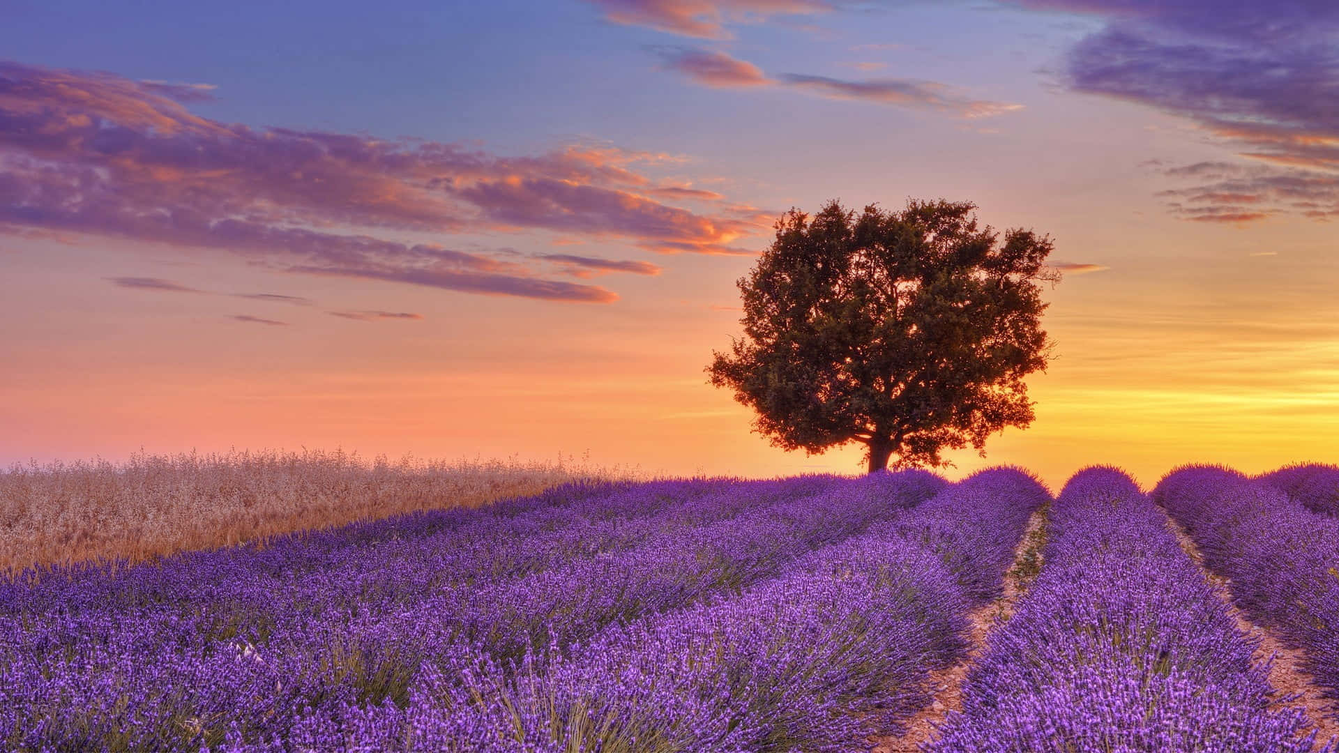 Large Tree On A Lavender Field Background