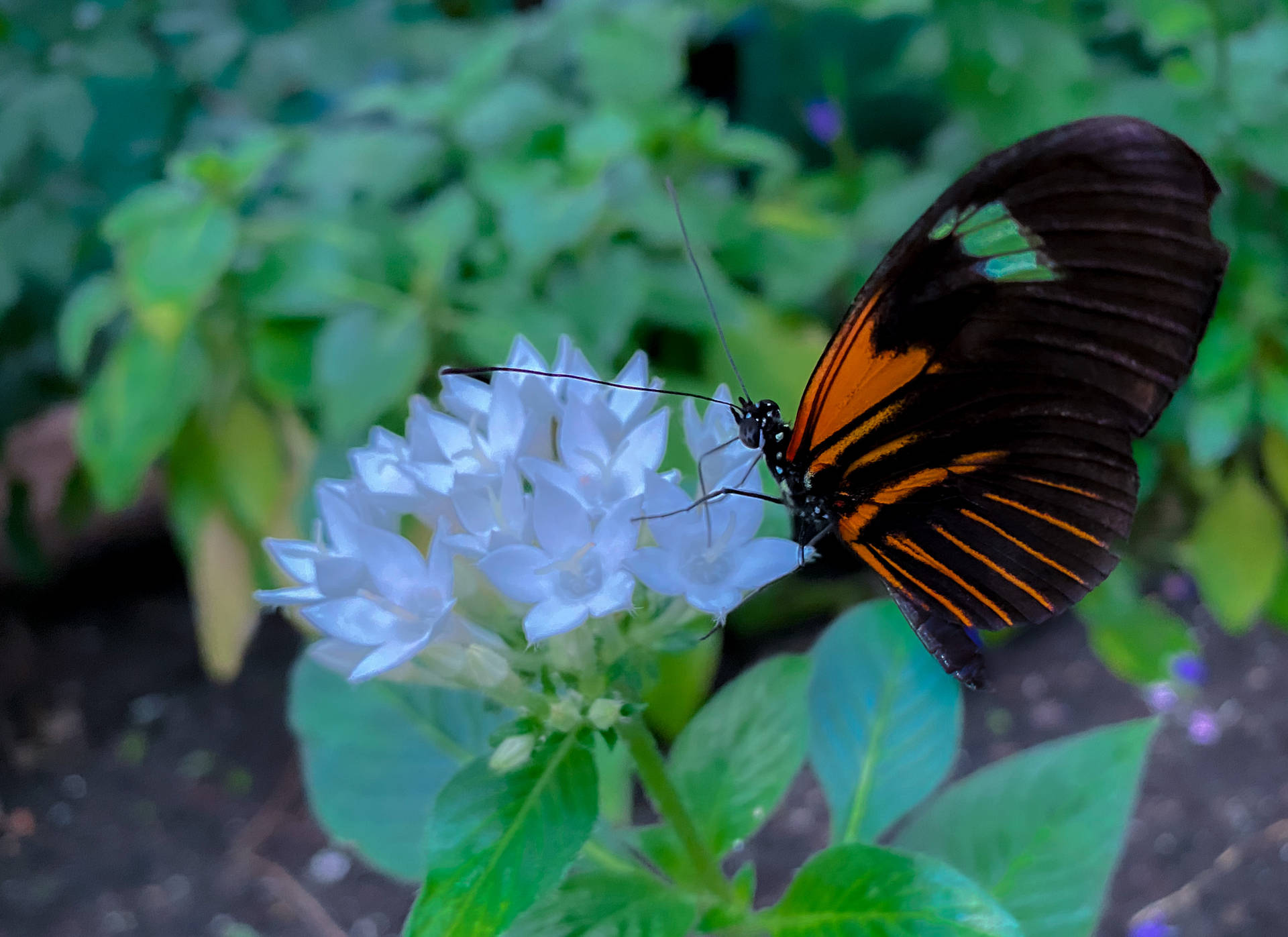 Large Tropical Aesthetic Butterfly Background