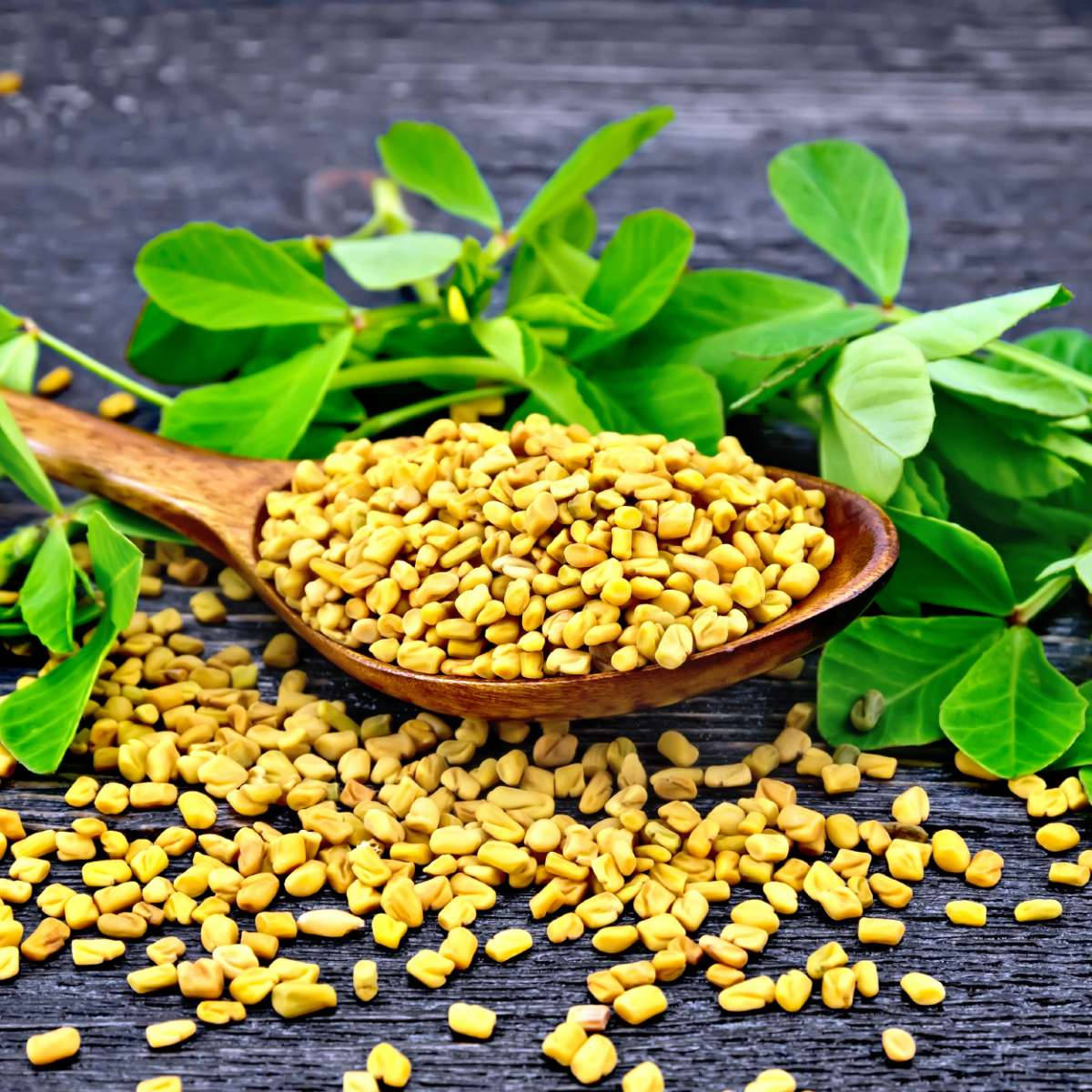 Large Wooden Spoon Surrounded With Fenugreek Background