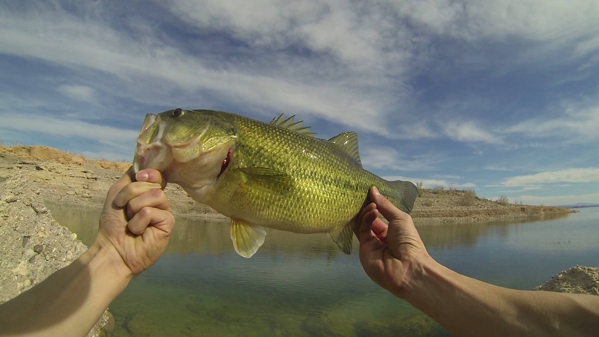 Largemouth Bass Carried By Two Hands Background