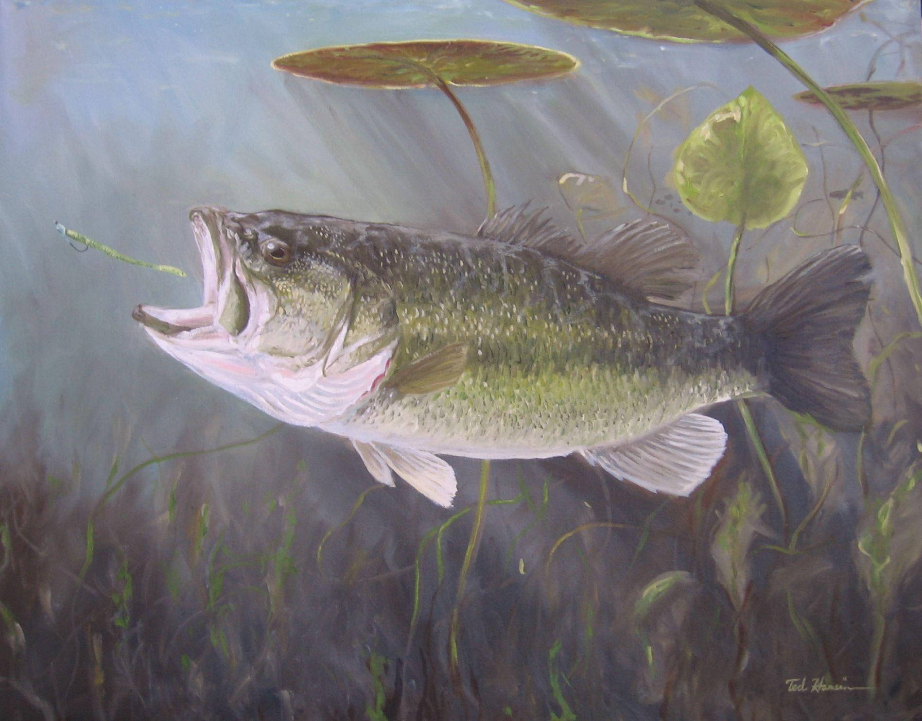 Largemouth Bass Chasing Its Prey Background