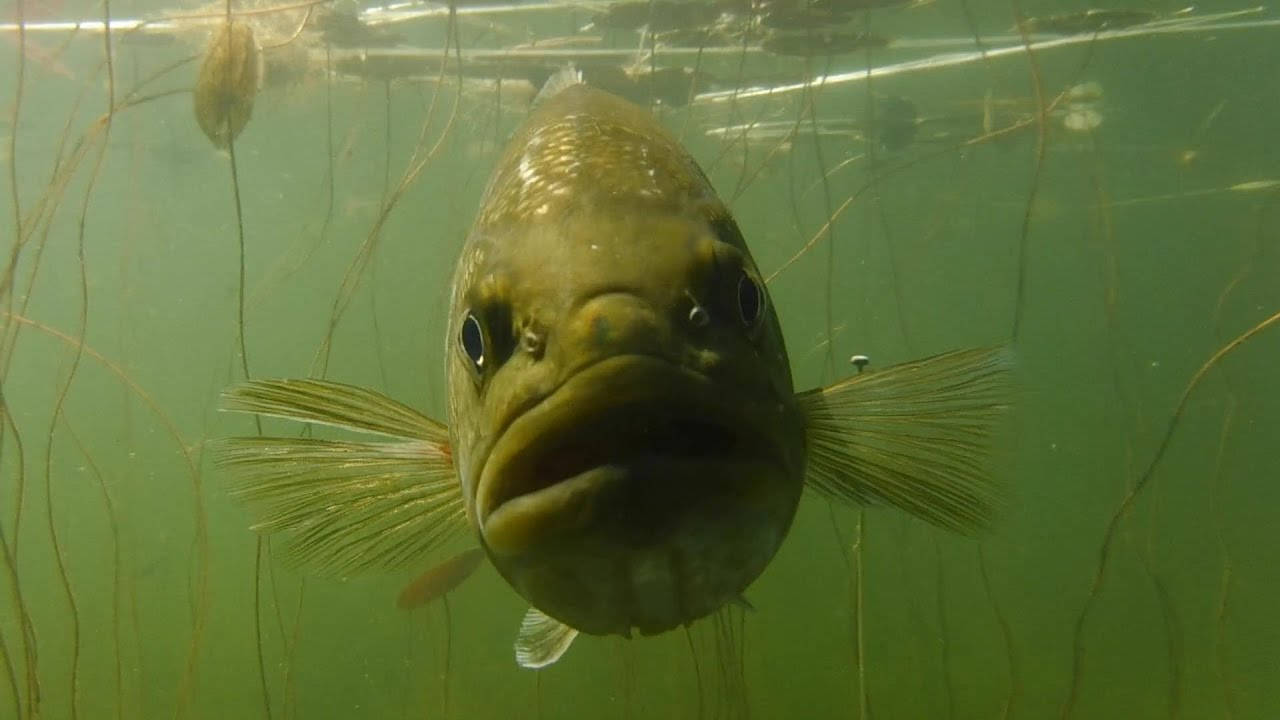 Largemouth Bass In A Swamp Background