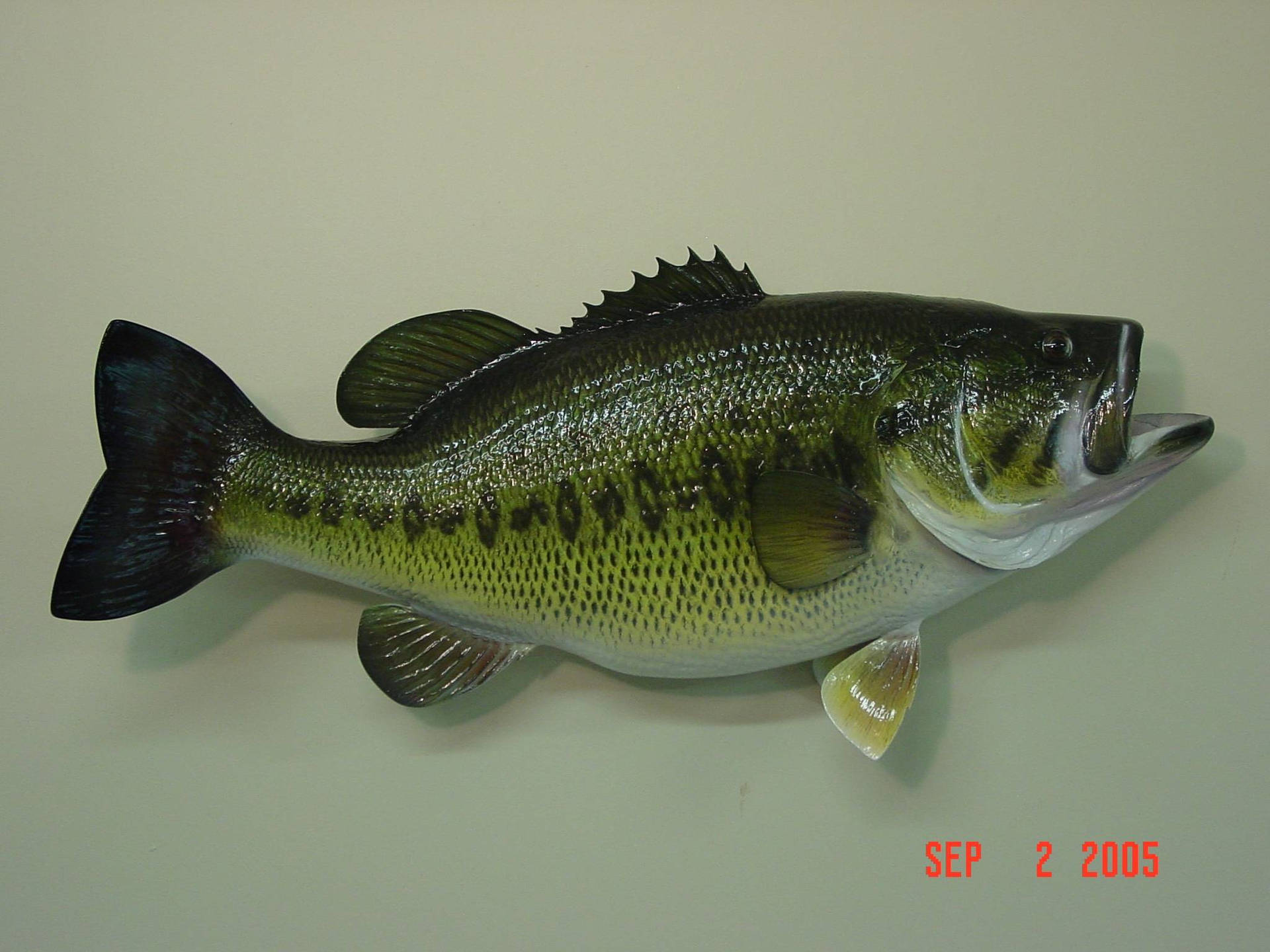 Largemouth Bass With Black Prints Background