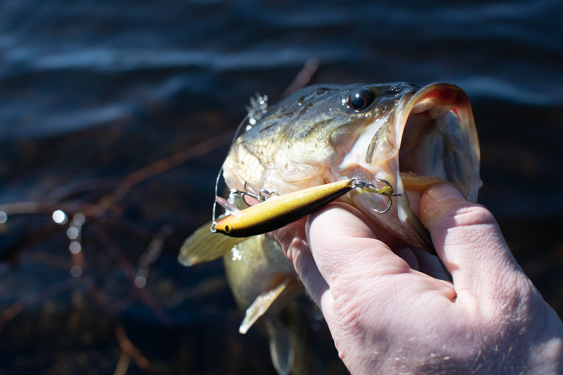 Largemouth Bass With The Bait Background