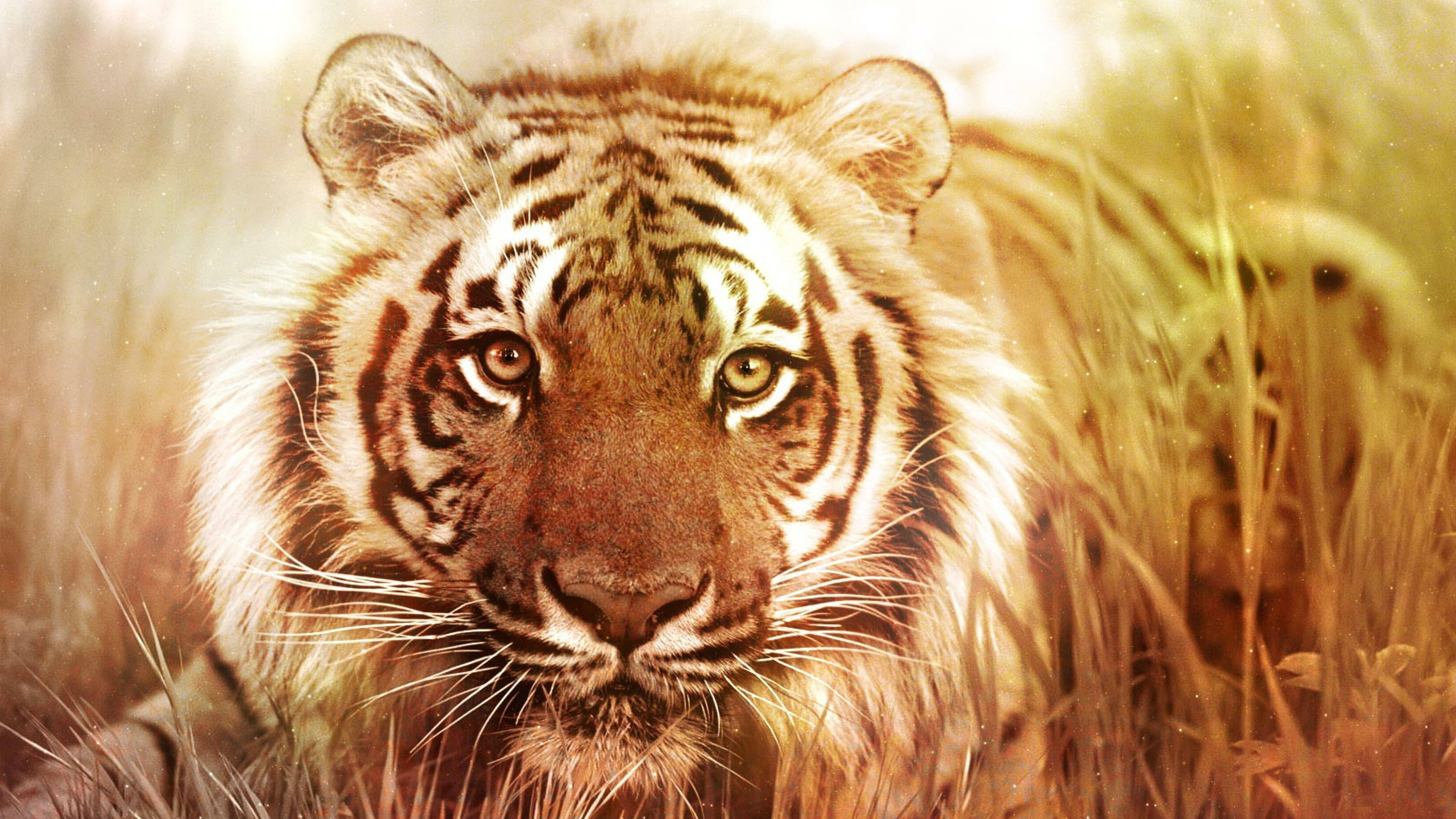 Largest Living Feline 8k Tiger Uhd
