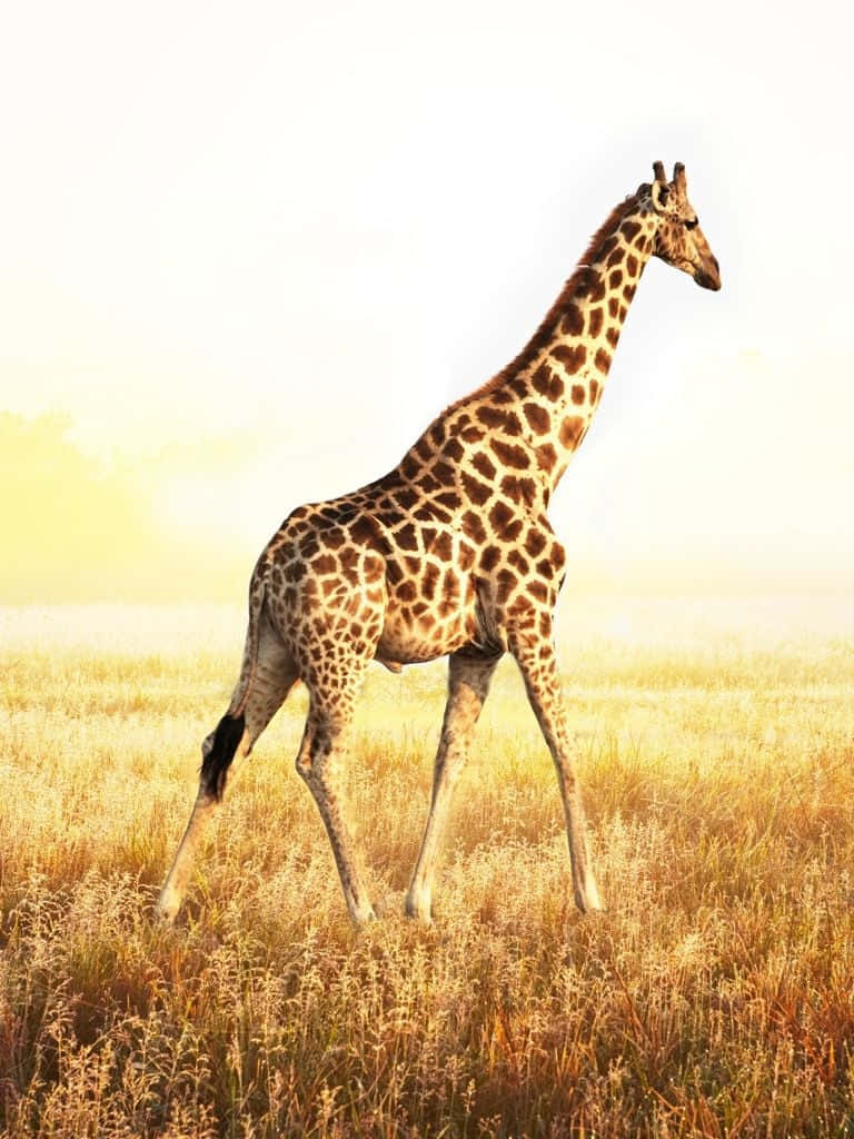 Laugh It Up With A Funny Giraffe! Background