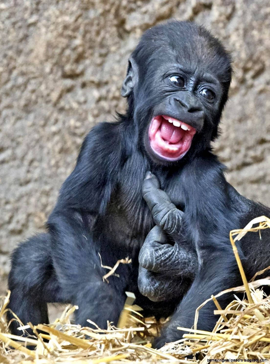 Laughing Baby Gorilla Iphone Background