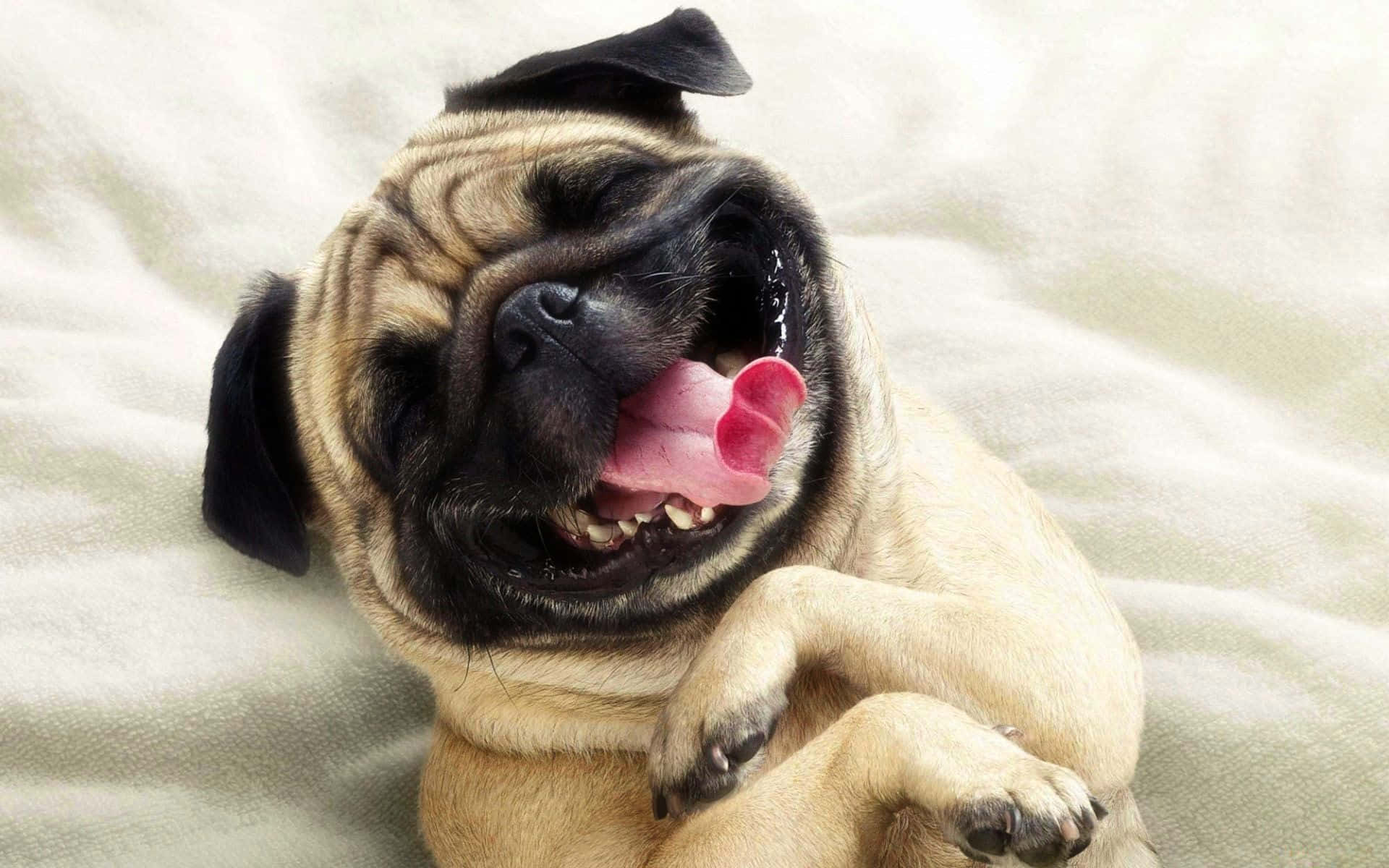 Laughing Pug Funny Dog