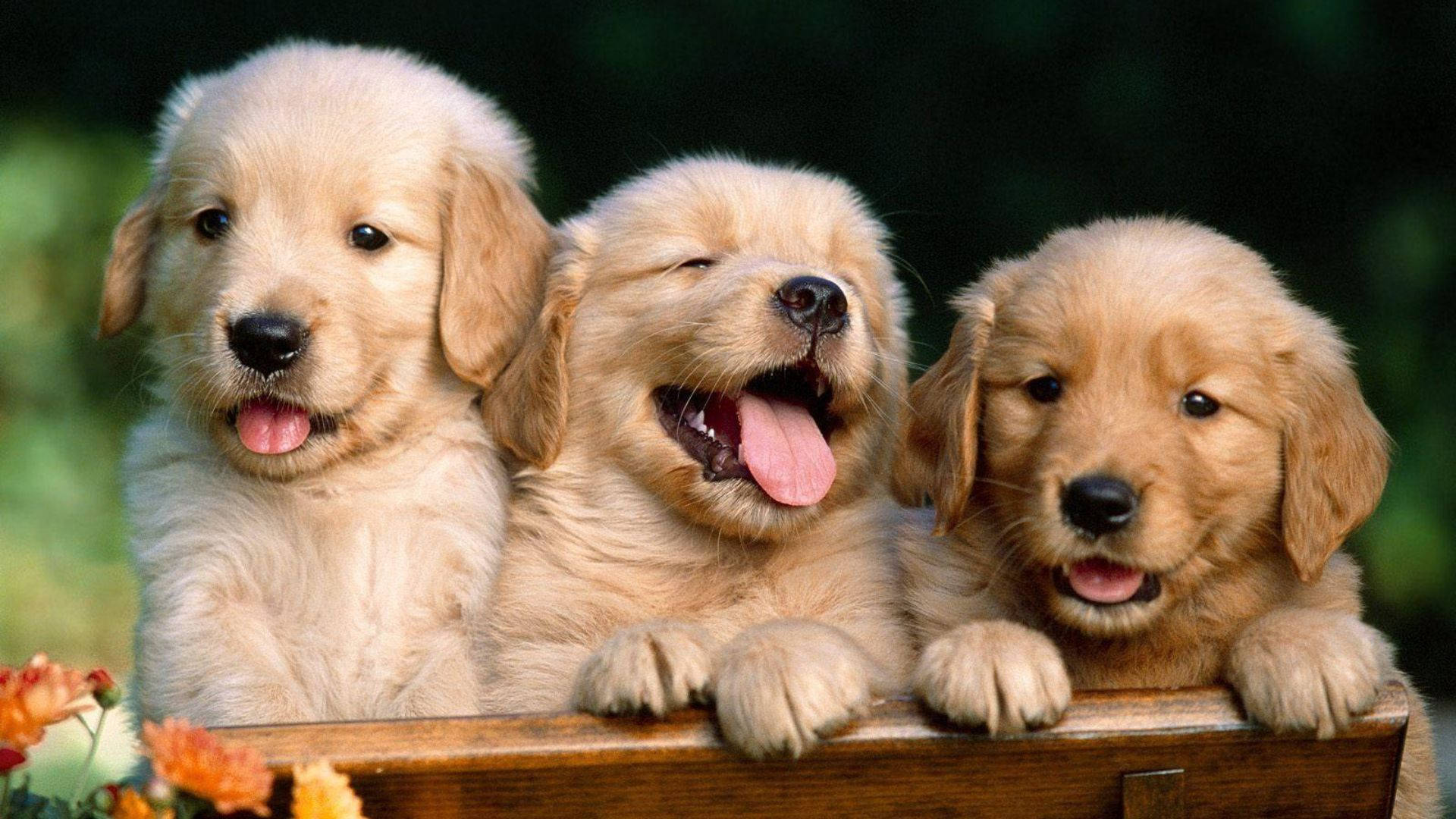 Laughing Puppies Background