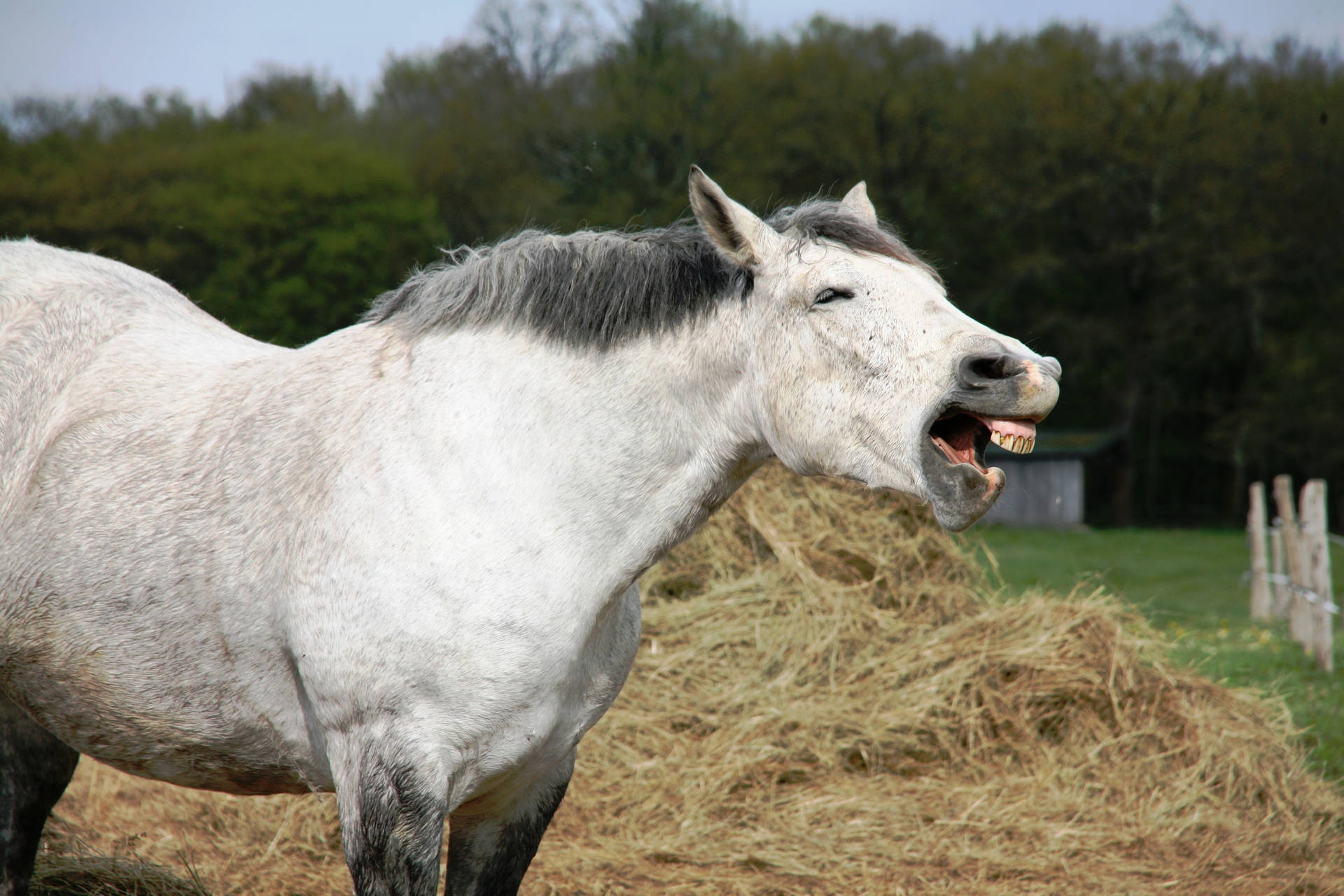 Laughing White Horse Background