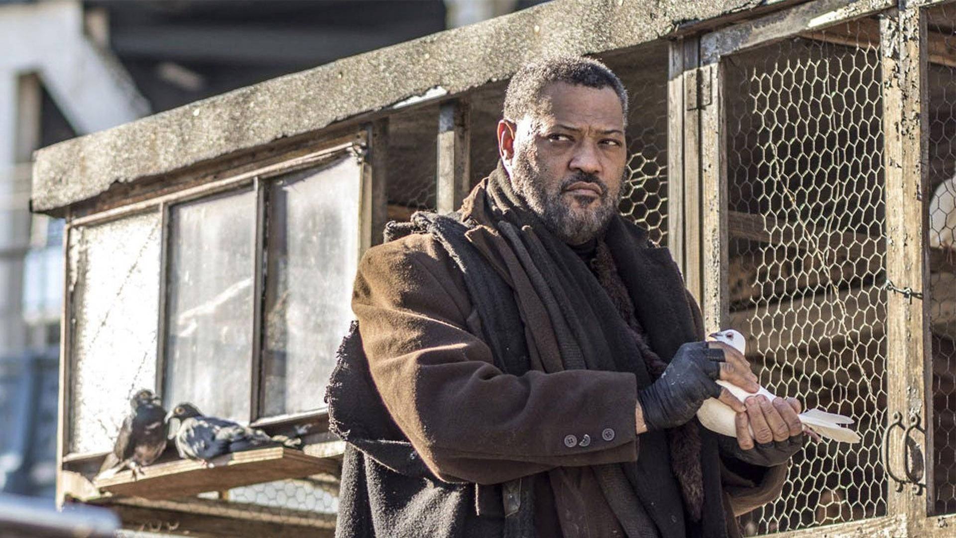 Laurence Fishburne Taking Out A Pigeon Background