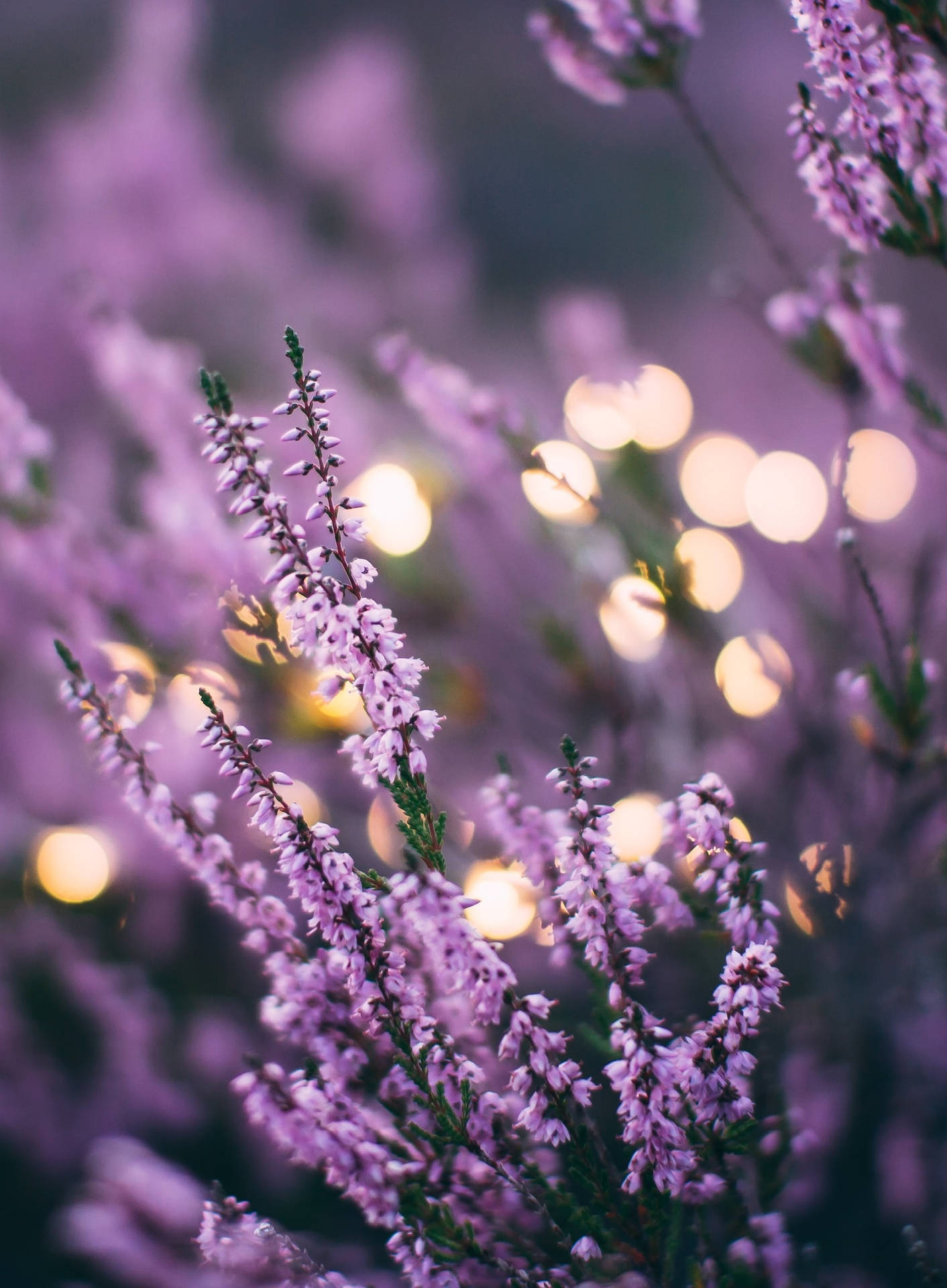 Lavandula Plants In Full Bloom Iphone Background