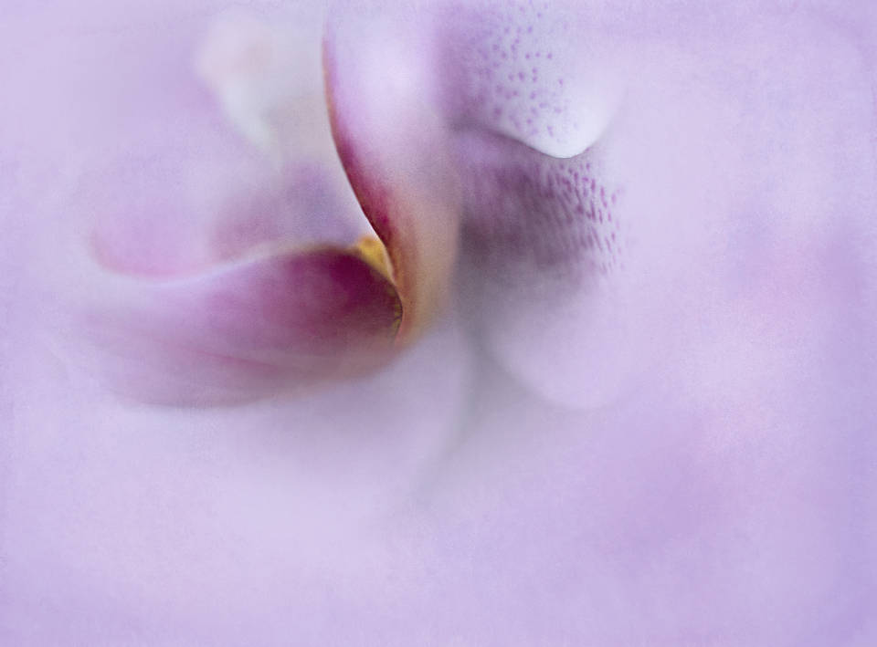 Lavender Aesthetic Abstract Flower