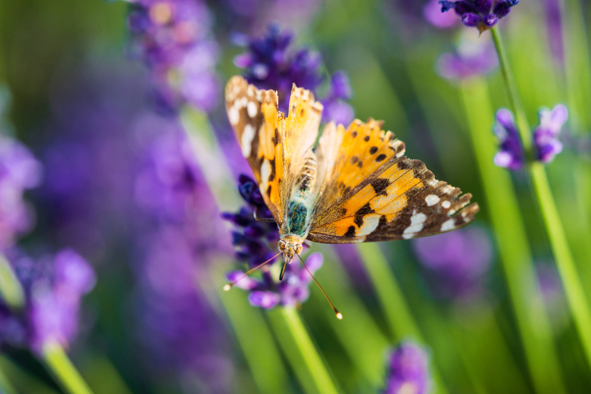 Lavender Aesthetic Butterfly On Flower Bud Background