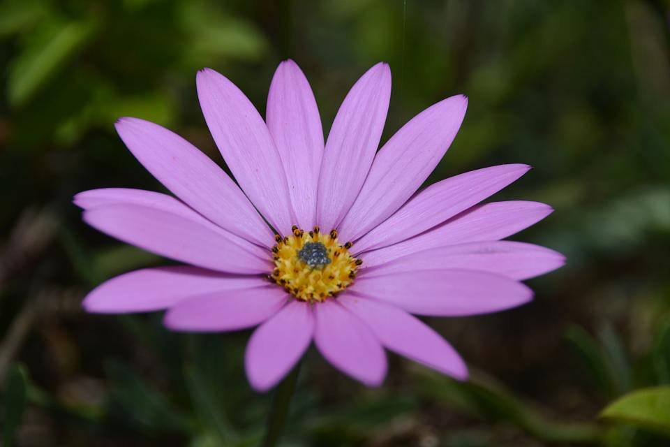 Lavender Aesthetic Daisy In Purple Background