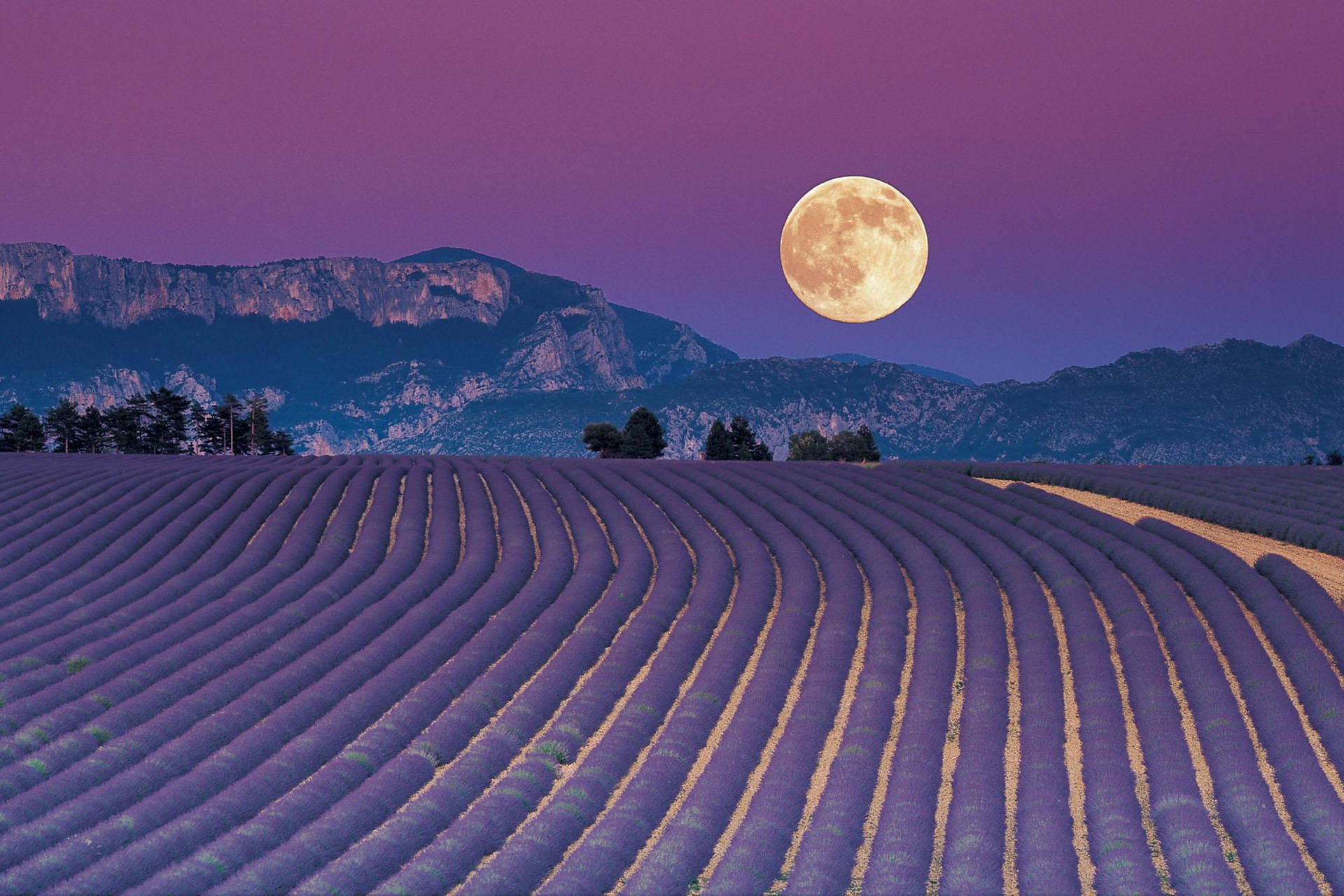 Lavender Aesthetic Field And A Full Moon