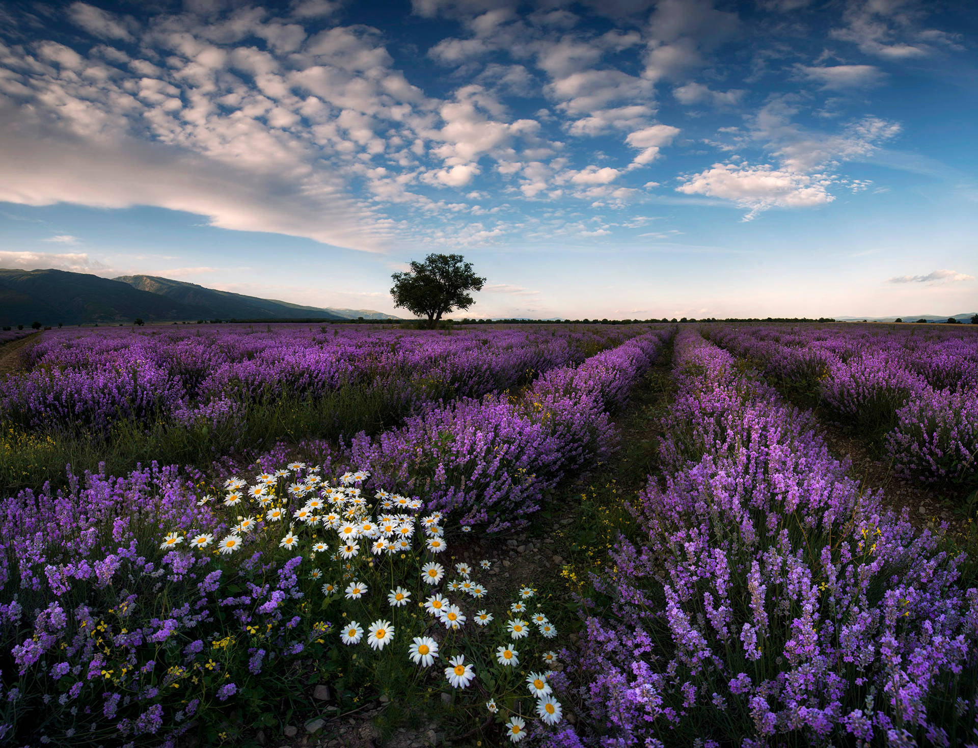 Lavender Aesthetic Field And Daisies