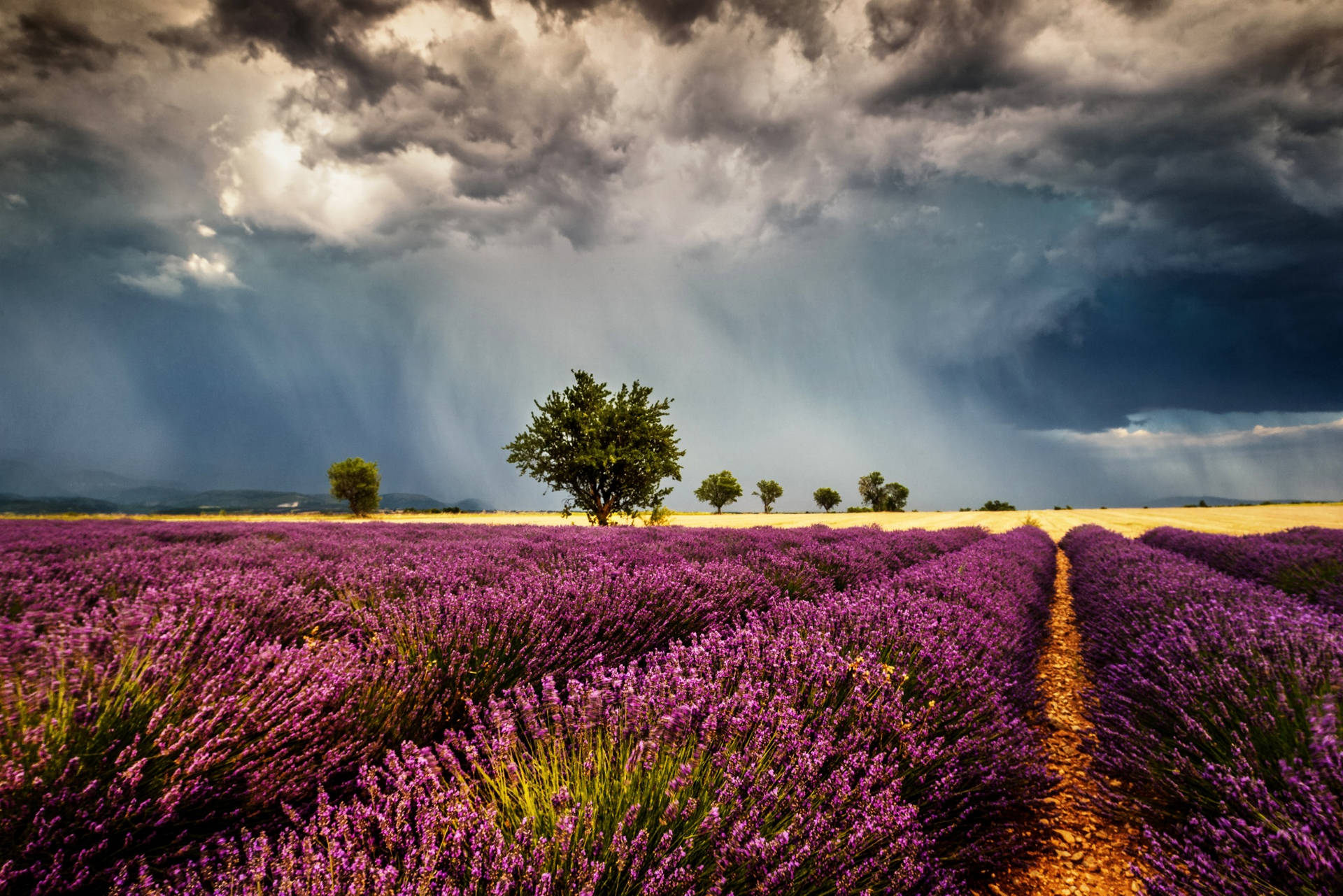 Lavender Aesthetic Field And Rain Clouds Background