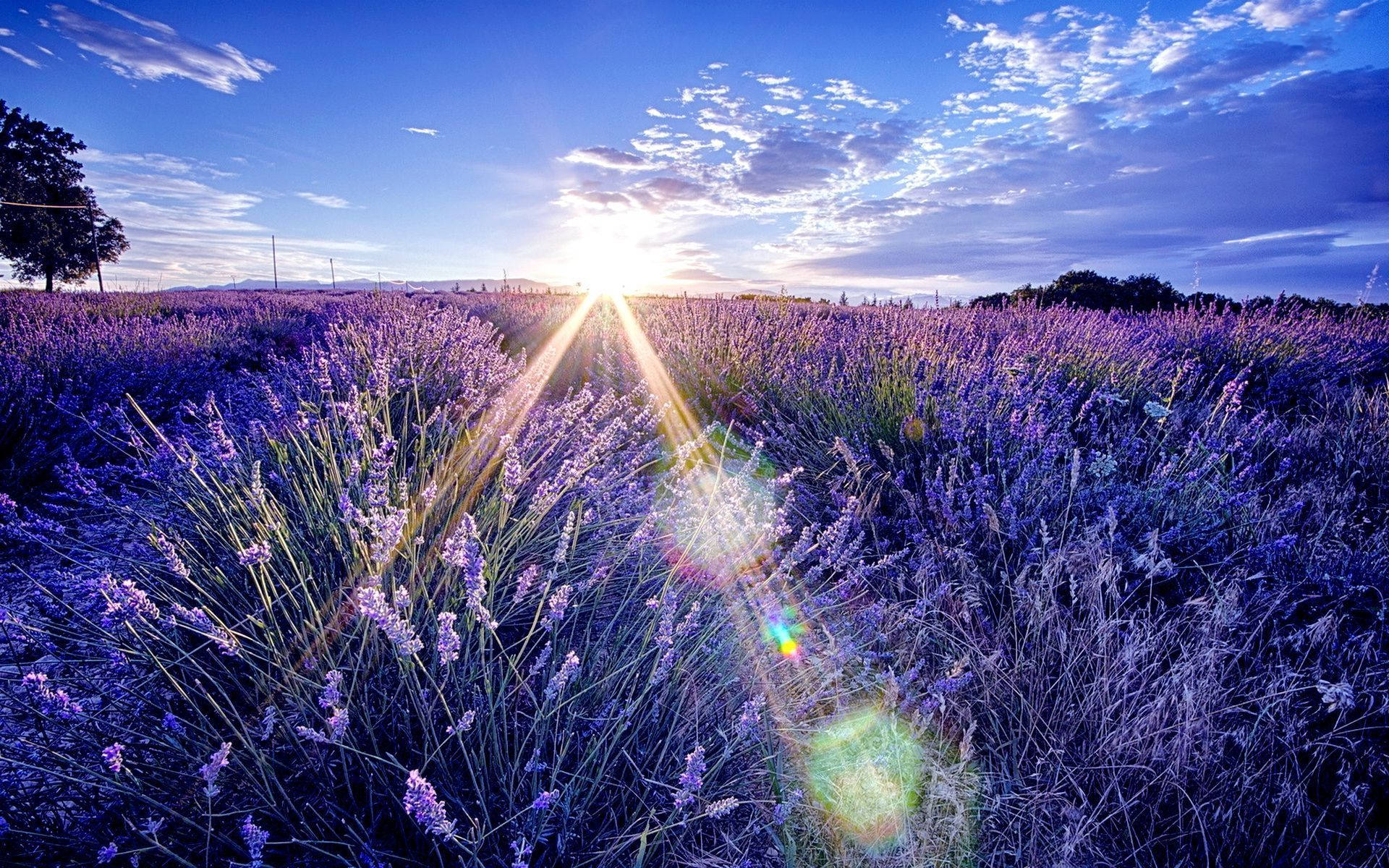 Lavender Aesthetic Field And The Sunrise Background