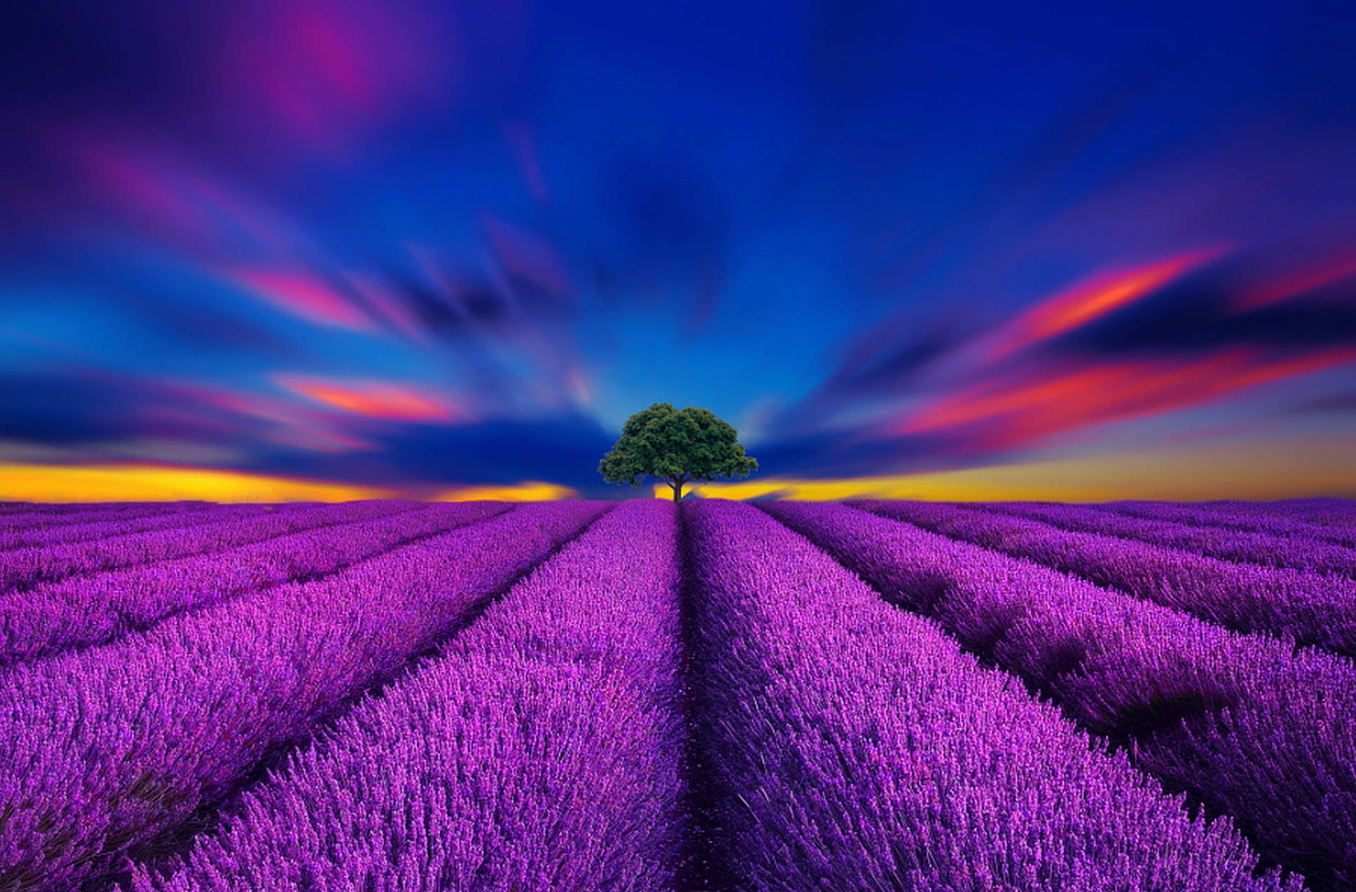 Lavender Aesthetic Field And Vibrant Blue Skies Background
