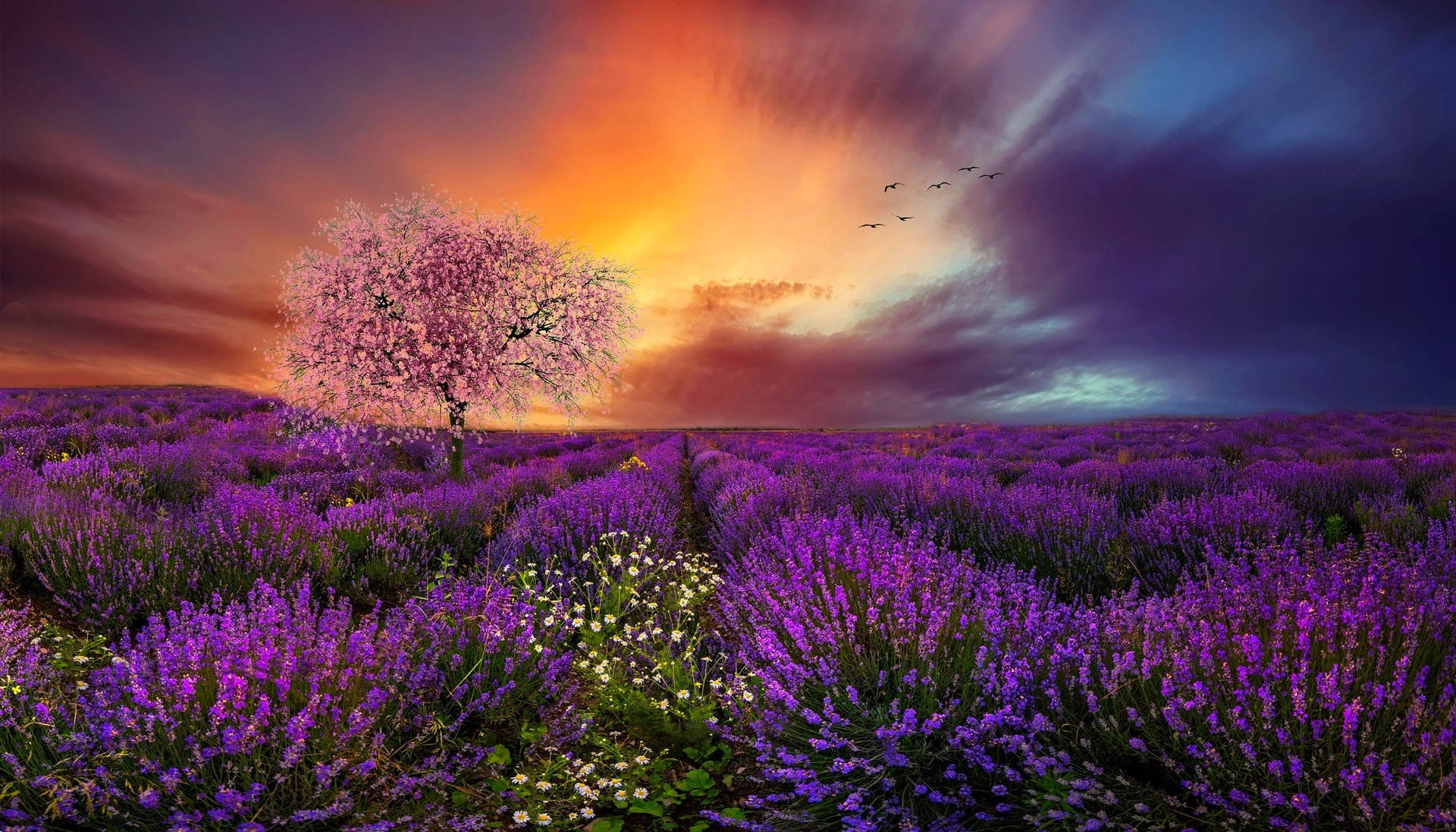 Lavender Aesthetic Field, Cherry Blossoms And Sunset
