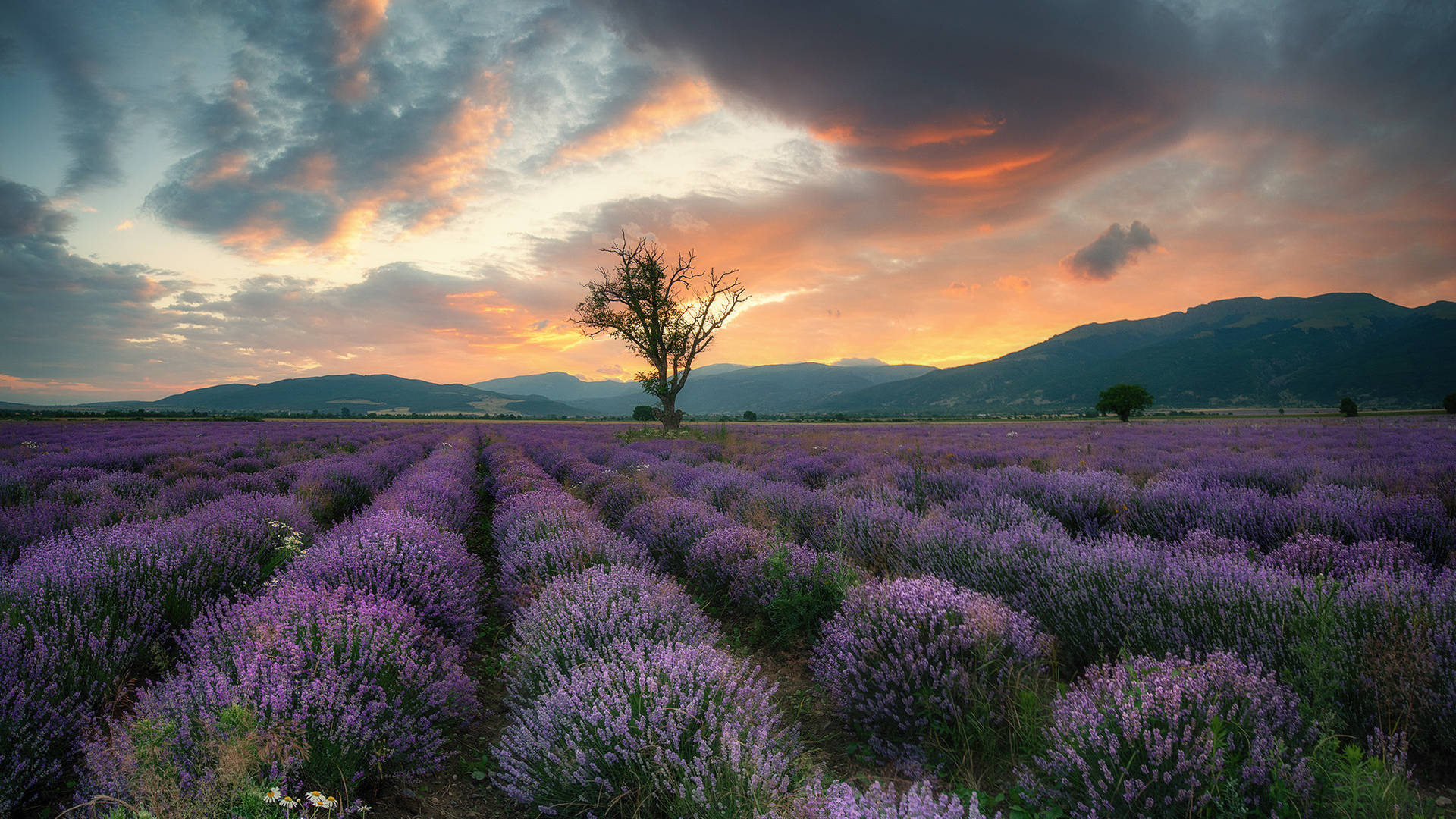Lavender Aesthetic Field, Mountains, And Sunset Background