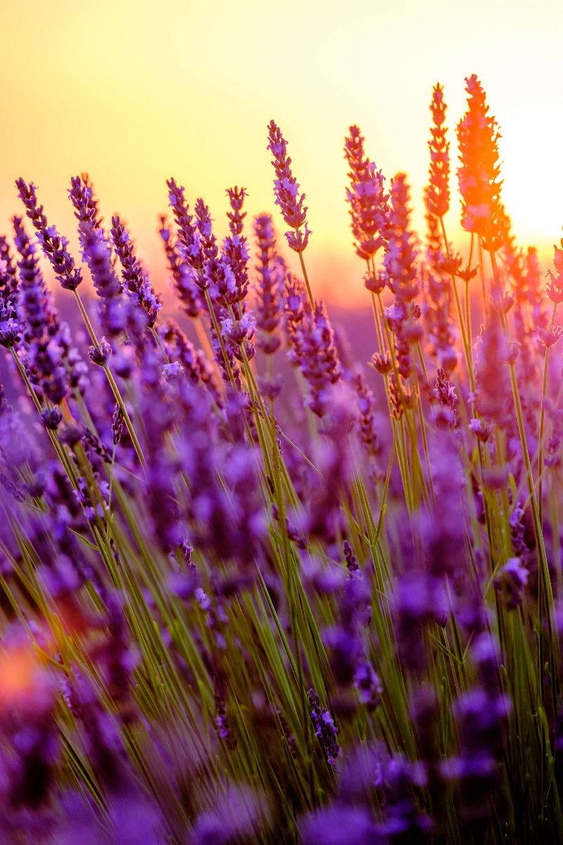 Lavender Aesthetic Flower Buds And Sunlight Background