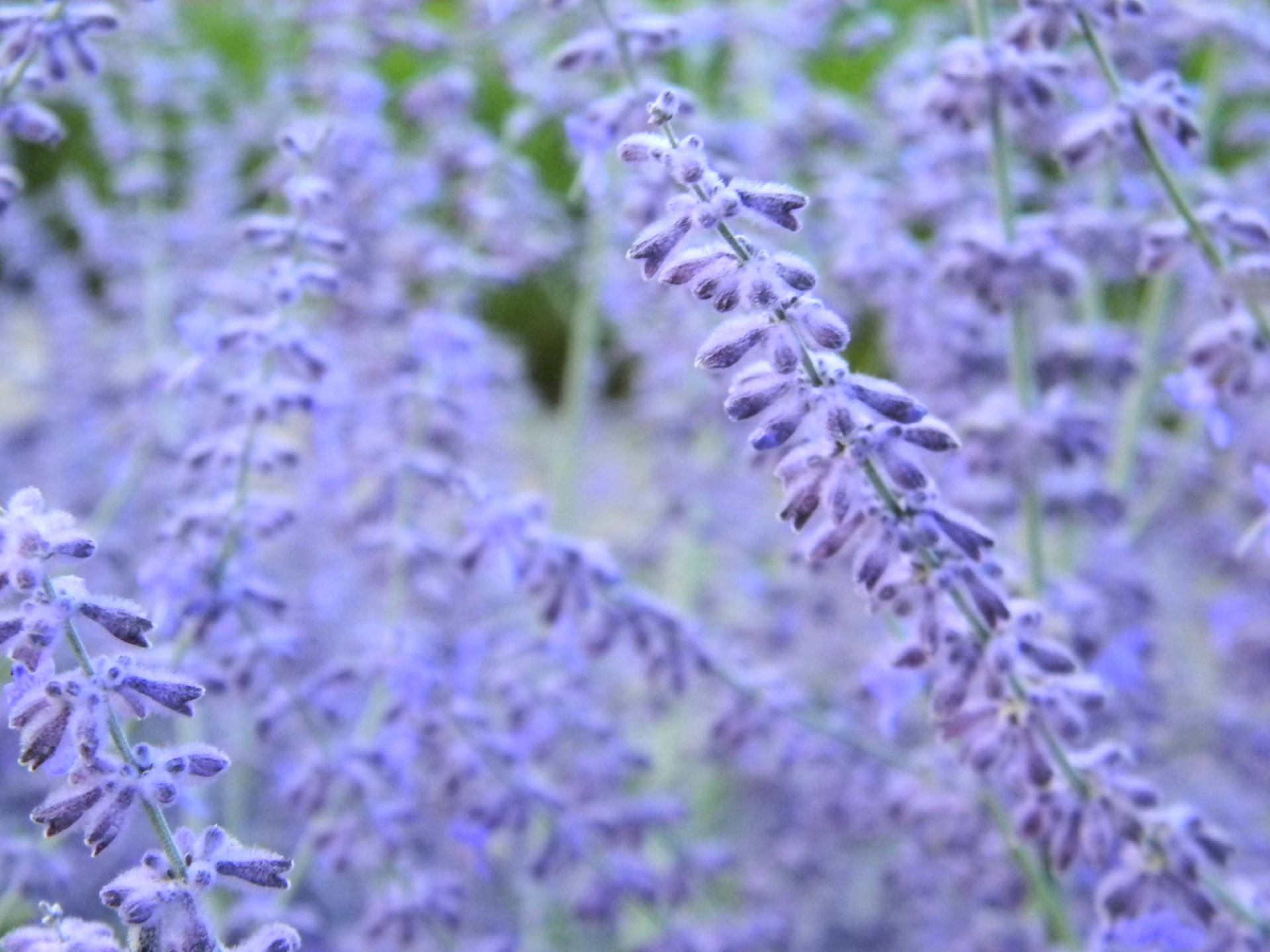 Lavender Aesthetic Flower Buds In Bloom Background