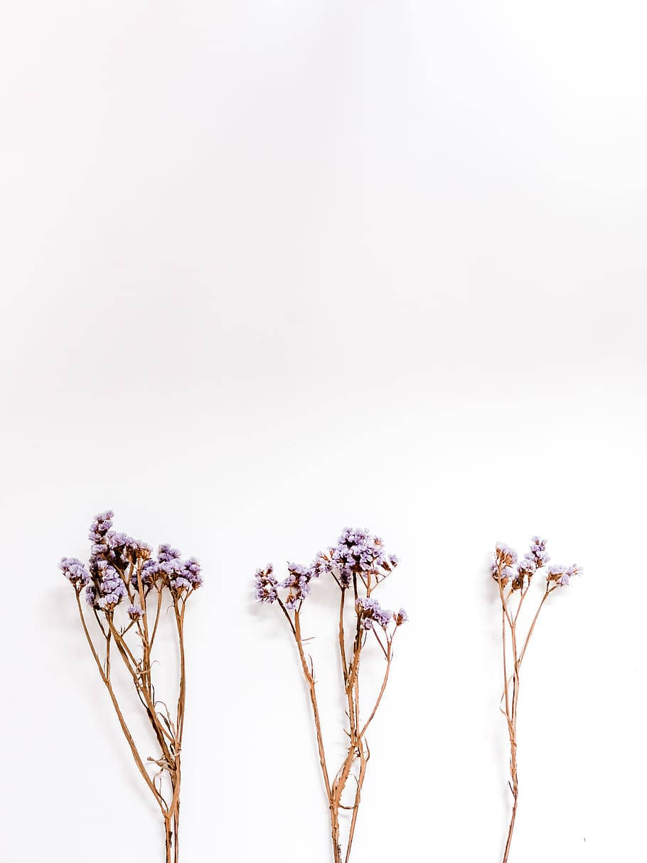 Lavender Aesthetic Handful Of Flower Buds Background