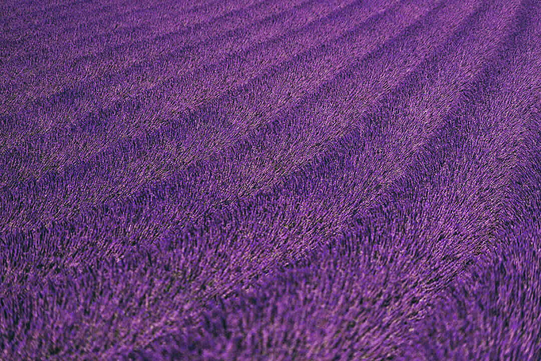 Lavender Aesthetic Neat Field Of Flowers