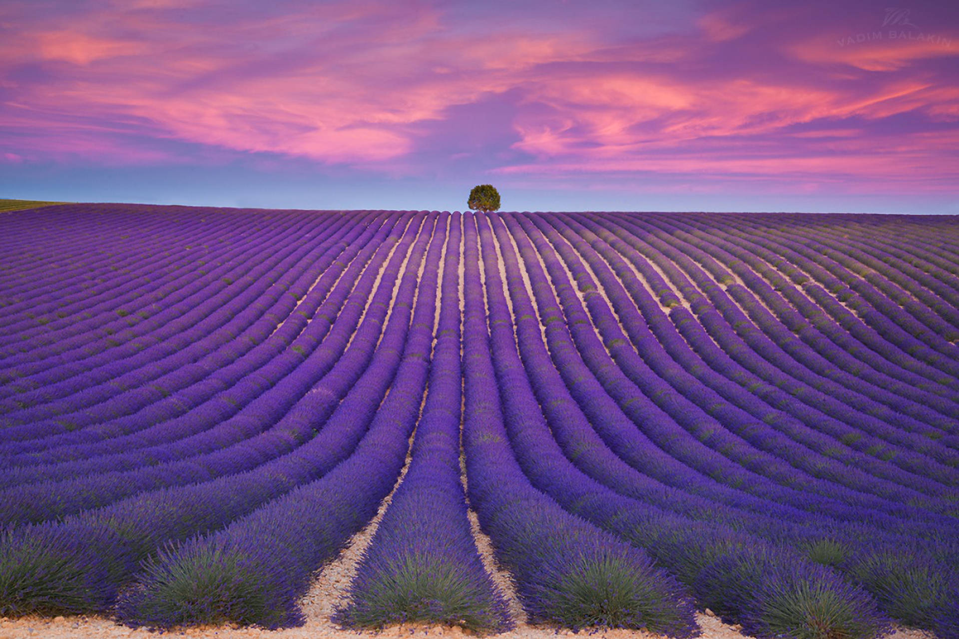Lavender Aesthetic Neat Rows And Violet Skies