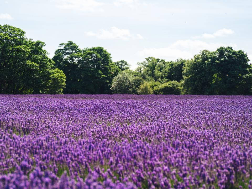 Lavender Aesthetic Sea Of Flowers And Trees Background
