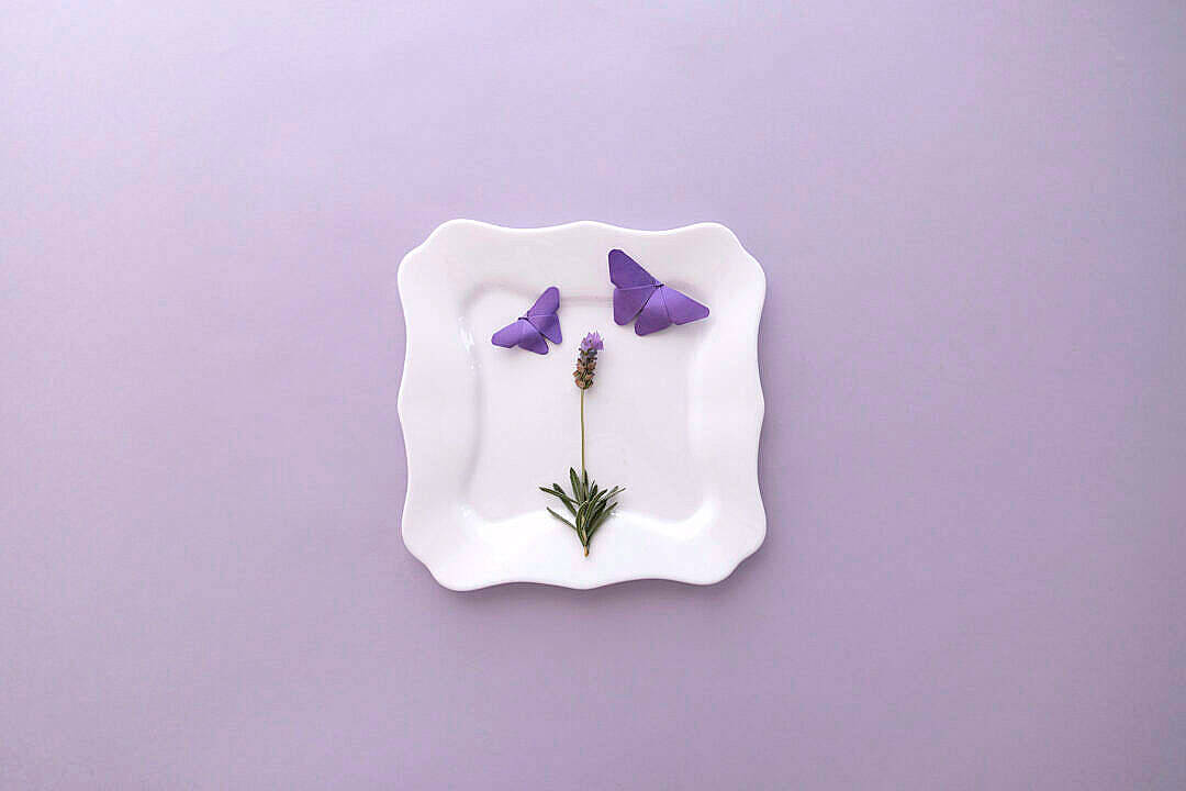 Lavender Aesthetic Stem And Butterflies Background