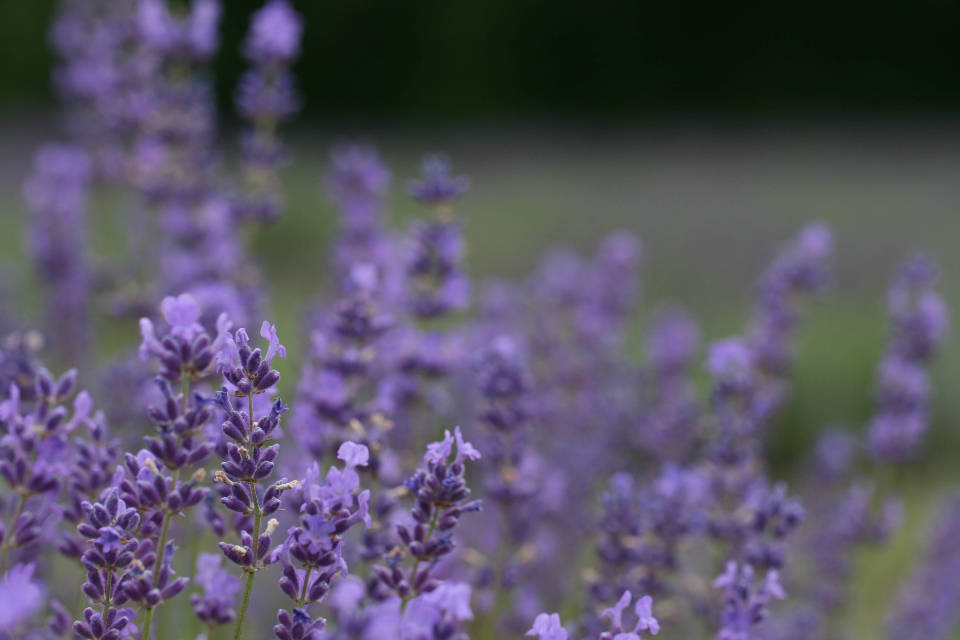 Lavender Aesthetic Violet Buds Background