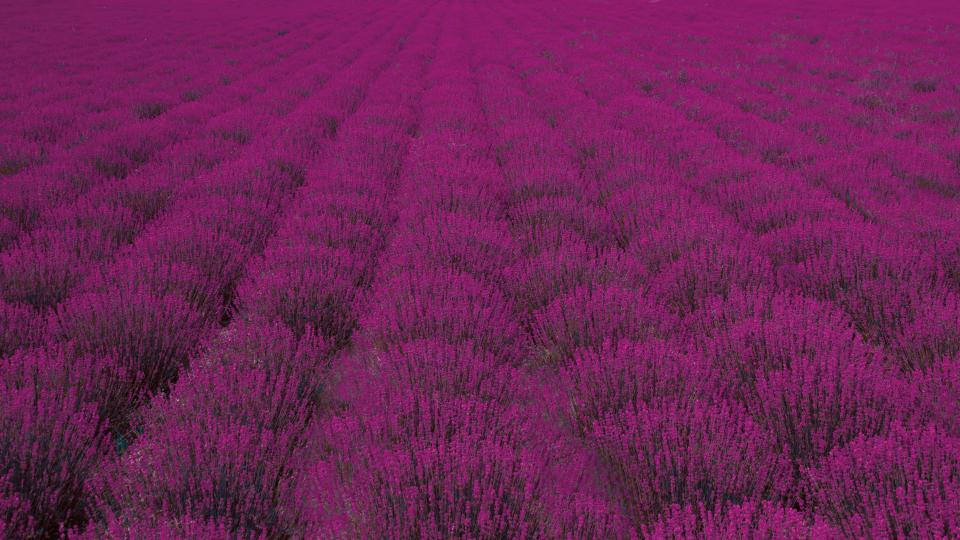 Lavender Aesthetic Wide Field Of Bushes Background