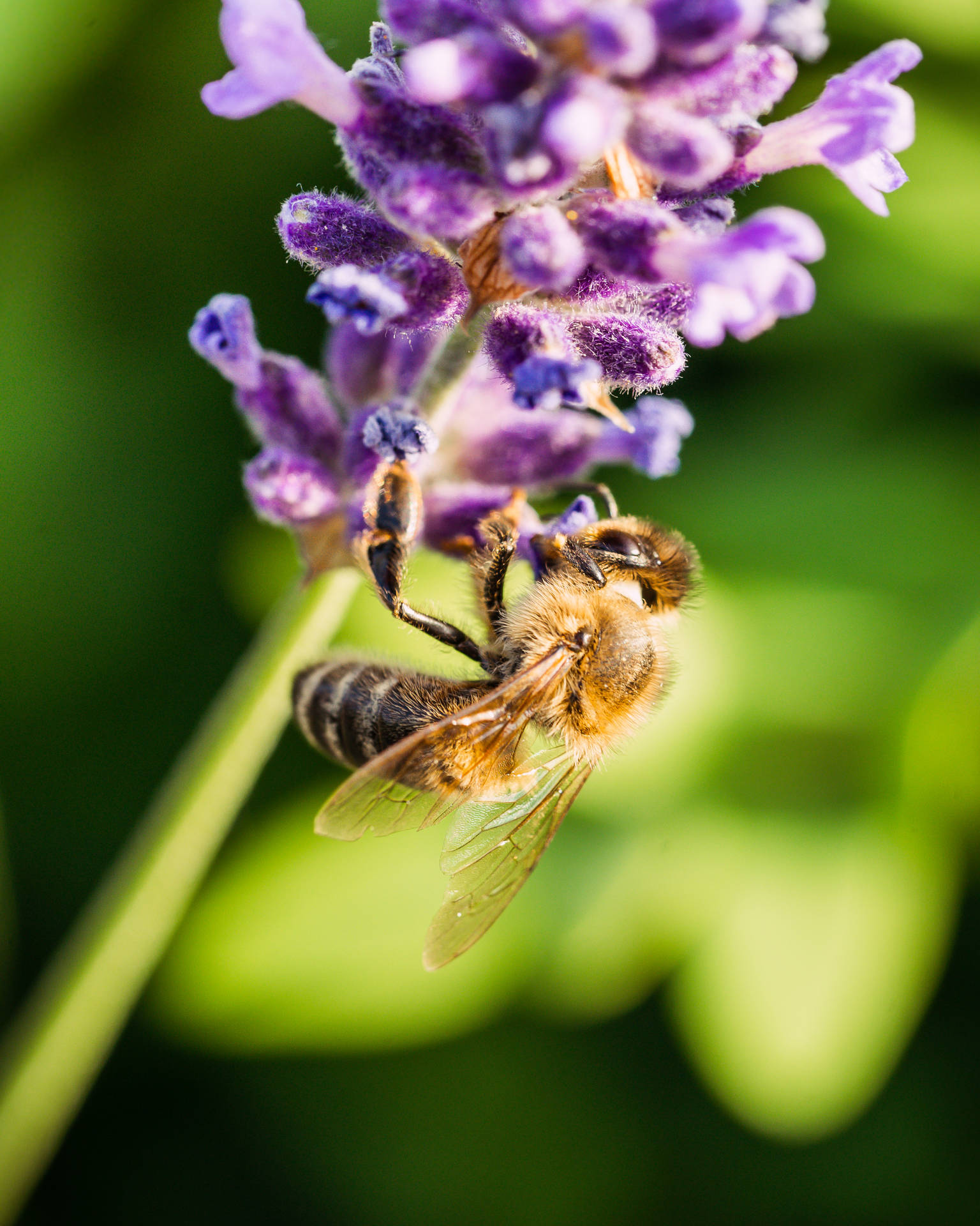 Lavender And Bee Huawei Honor Background