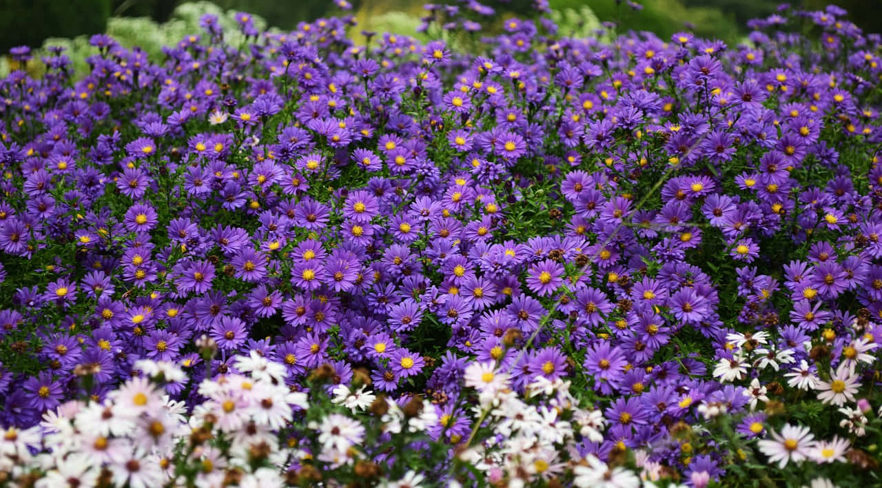 Lavender And White Flowers With Perennial Smell Background