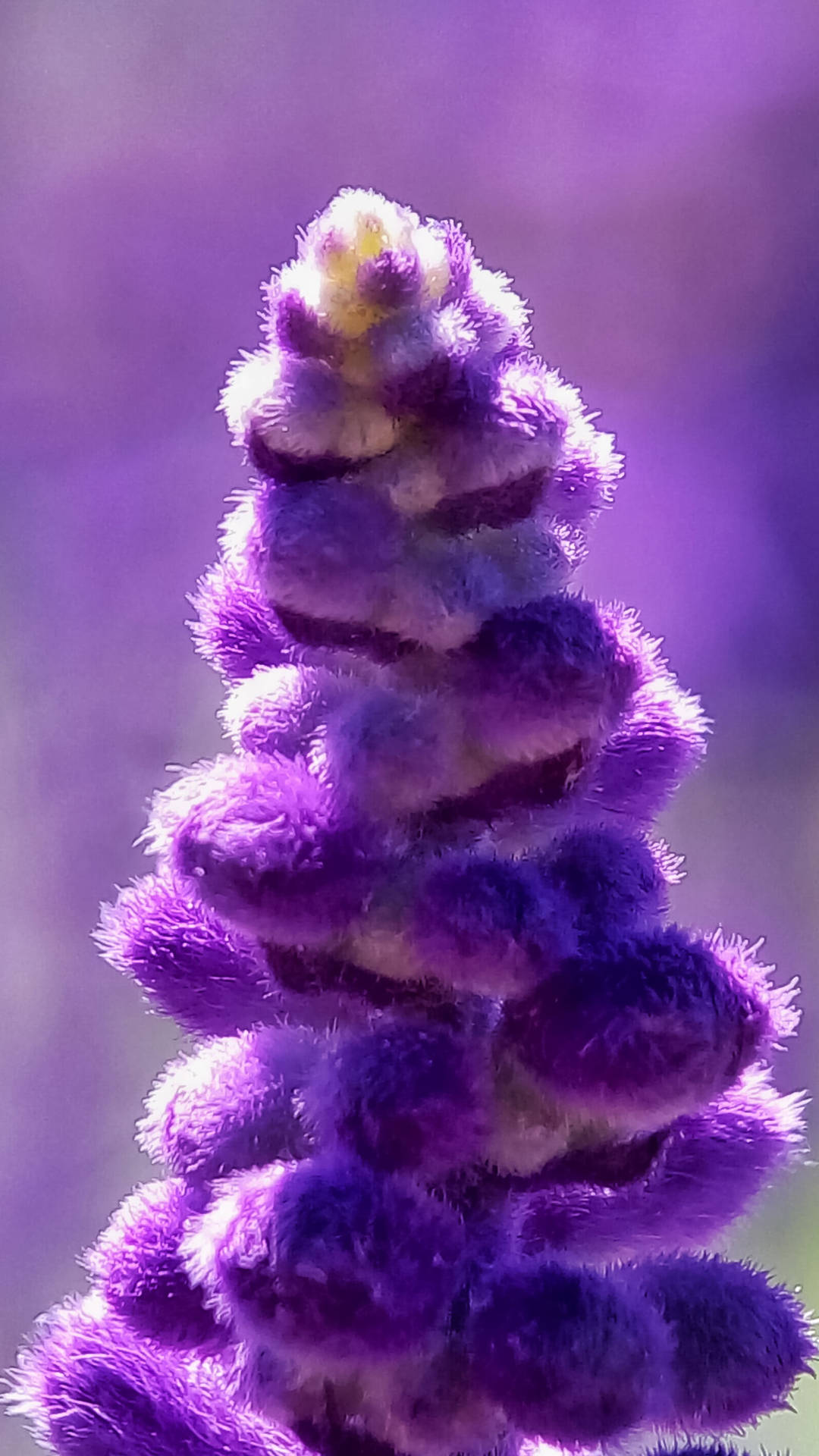 Lavender Bunga Close-up Background