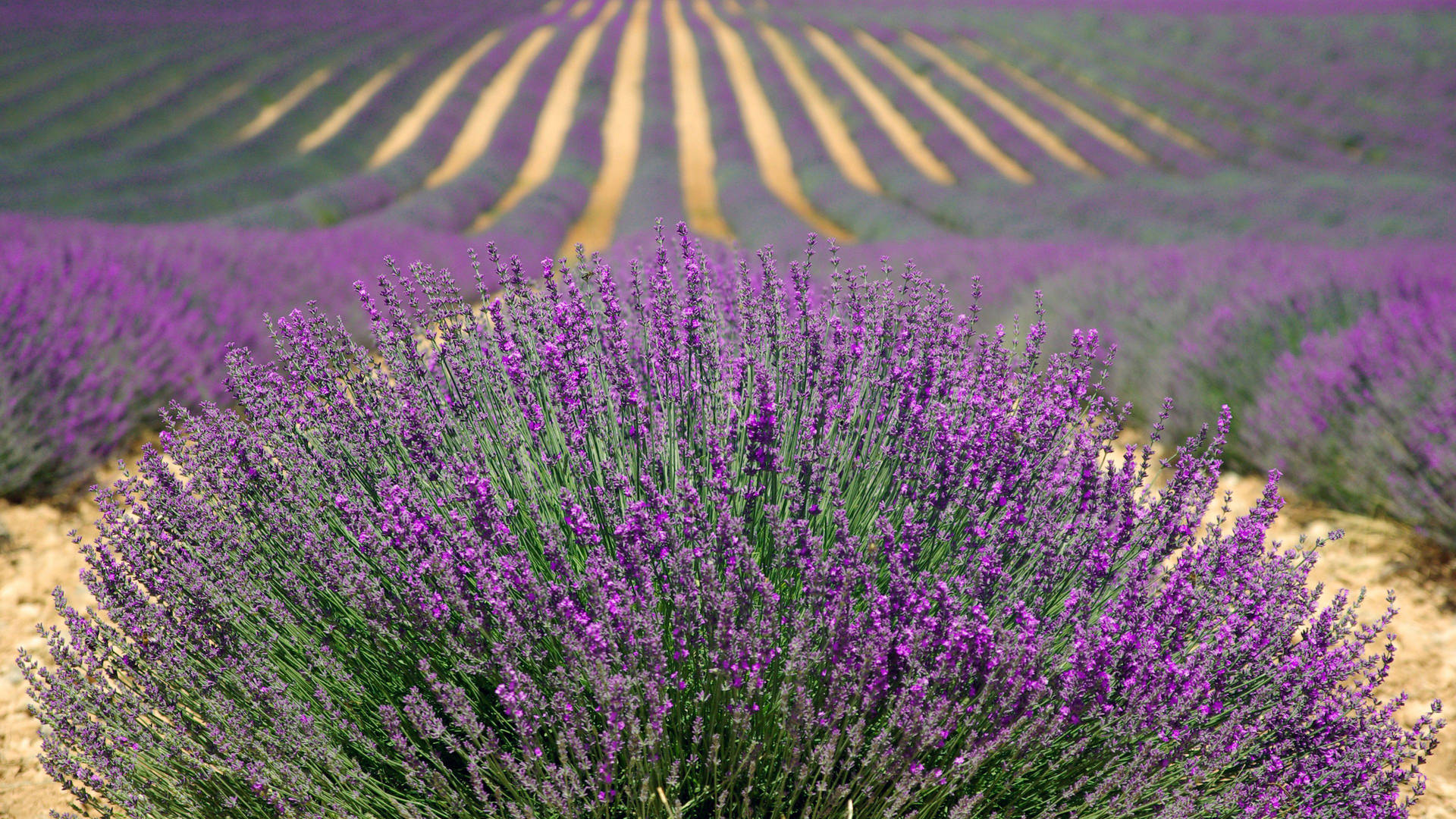 Lavender Bushes Field Background