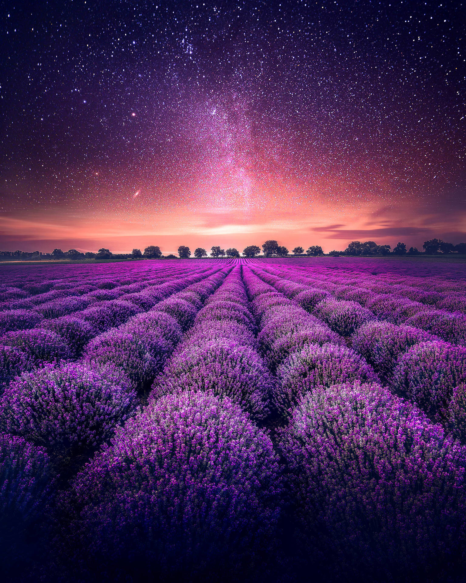 Lavender Farm Under Starry Sky Background