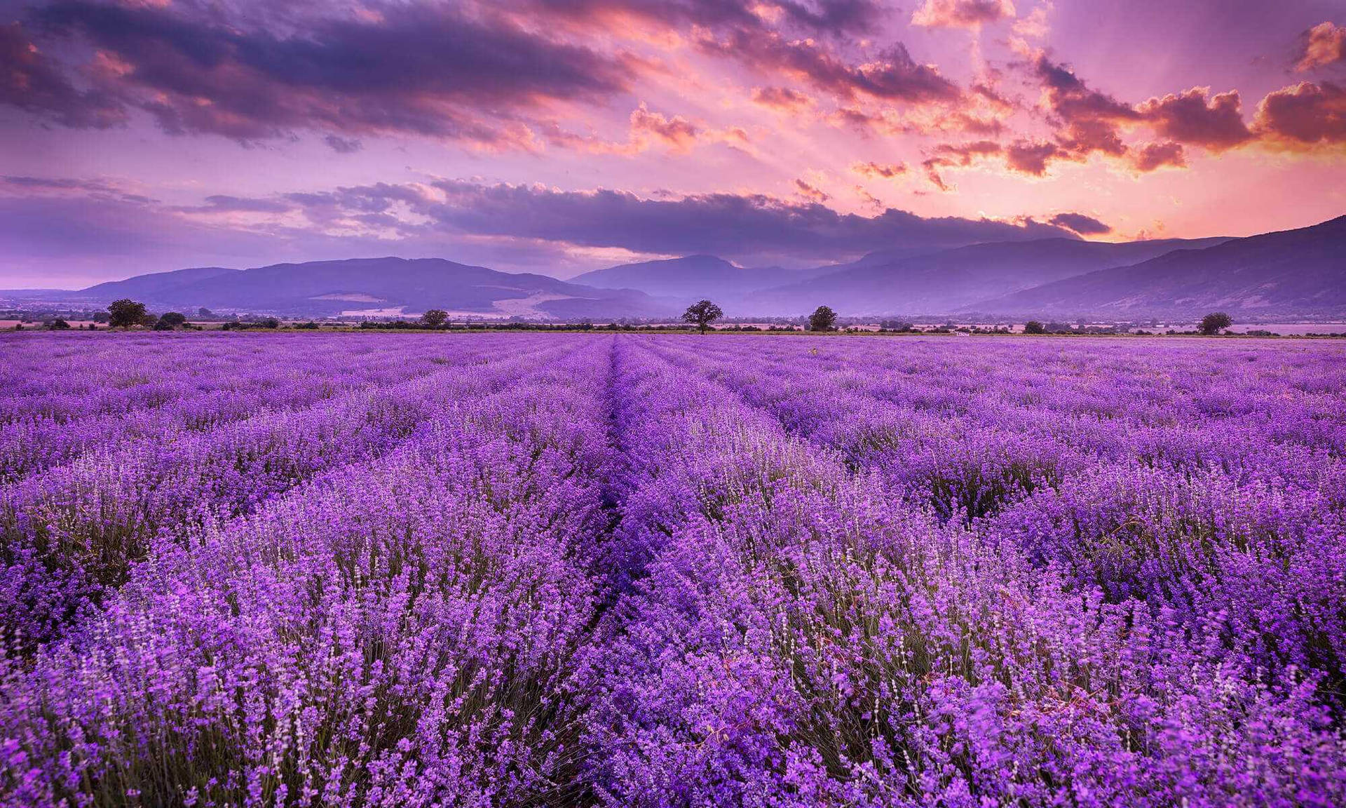 Lavender Field And Mountain Range