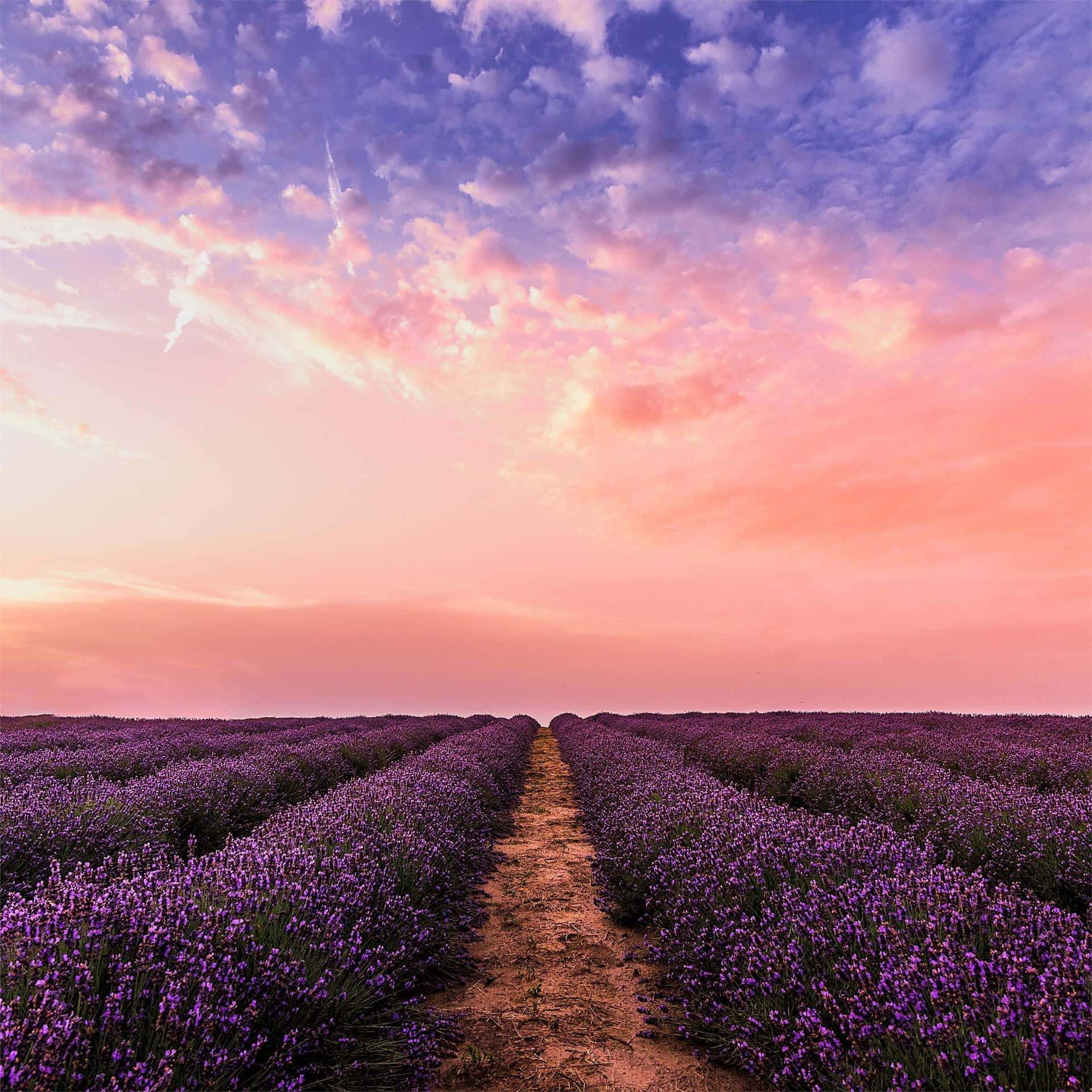 Lavender Field At Sunset