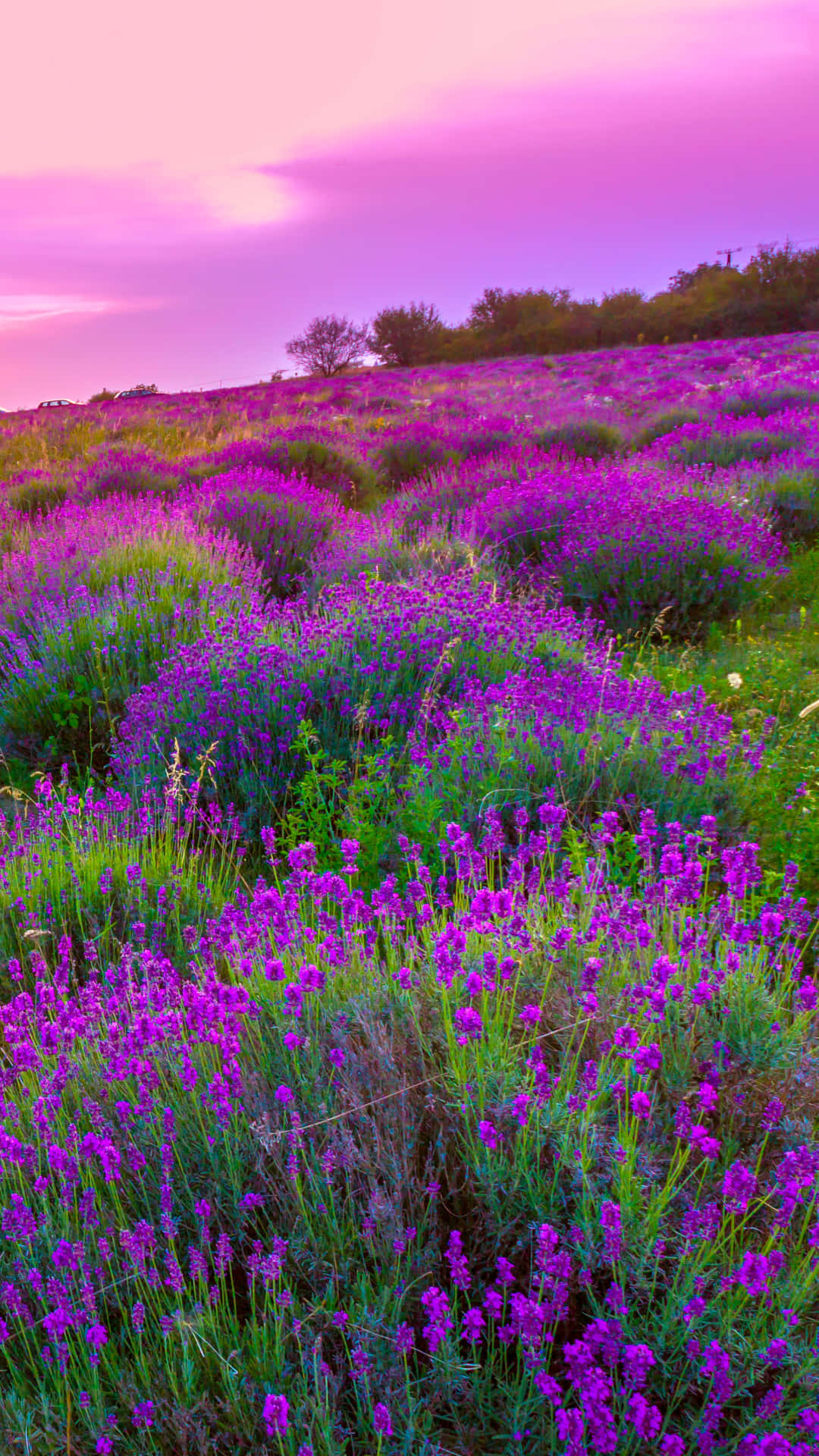 Lavender Field At Sunset Background