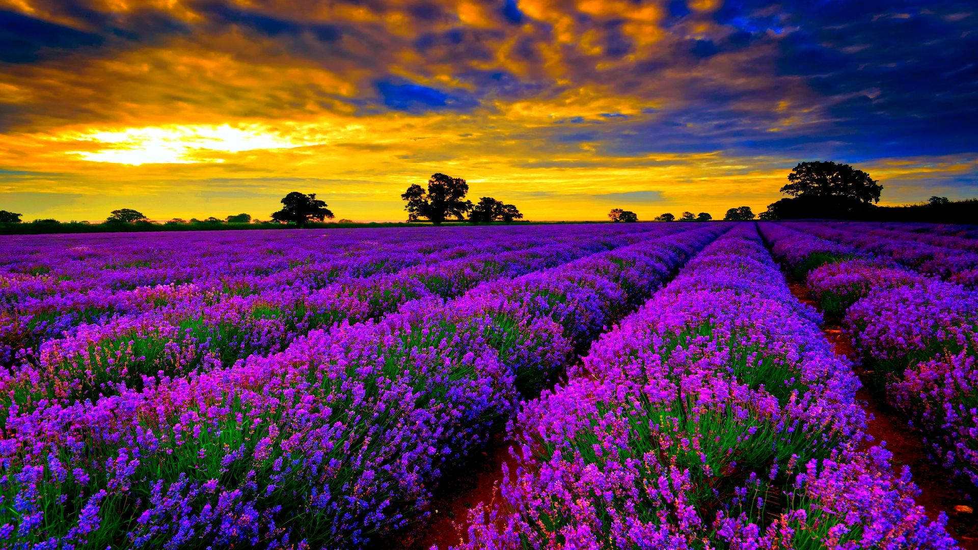 Lavender Field At Sunset Background